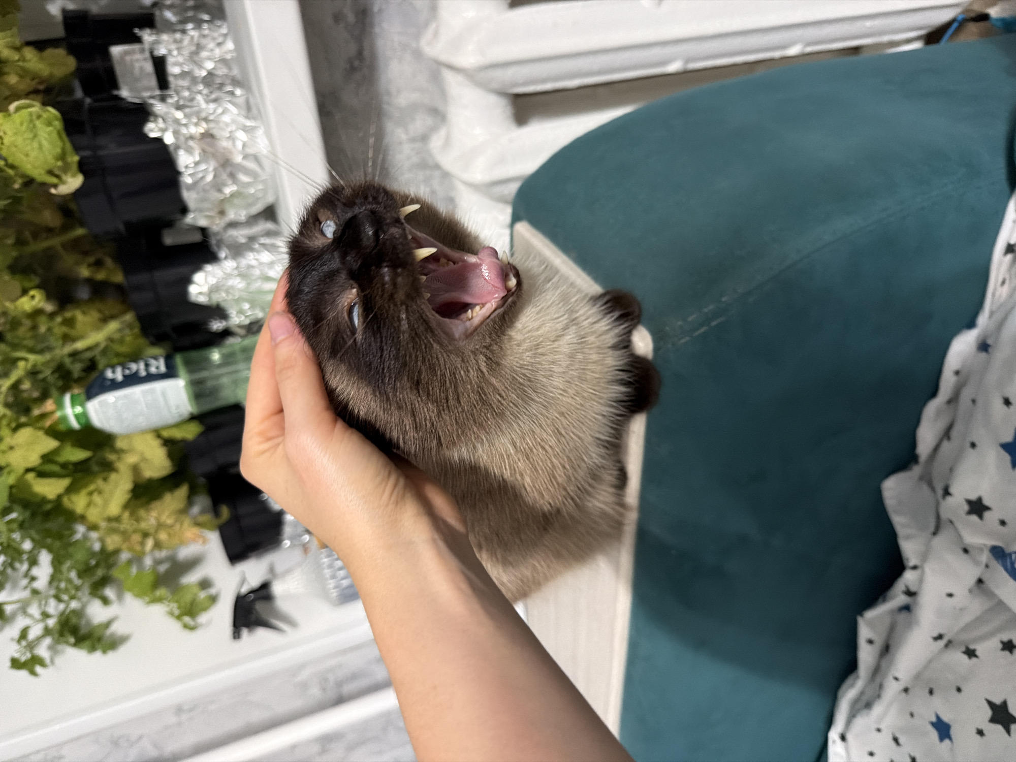 A Siamese cat with its mouth wide open, showing teeth and tongue, is being petted on the head by a human hand. The cat is positioned on a teal-colored surface, possibly furniture, with a white sheet patterned with stars in the foreground. In the background, on a shelf, are green plants, black pots, a plastic spray bottle, and crumpled aluminum foil. A white radiator is visible to the right. The scene appears to be indoors.