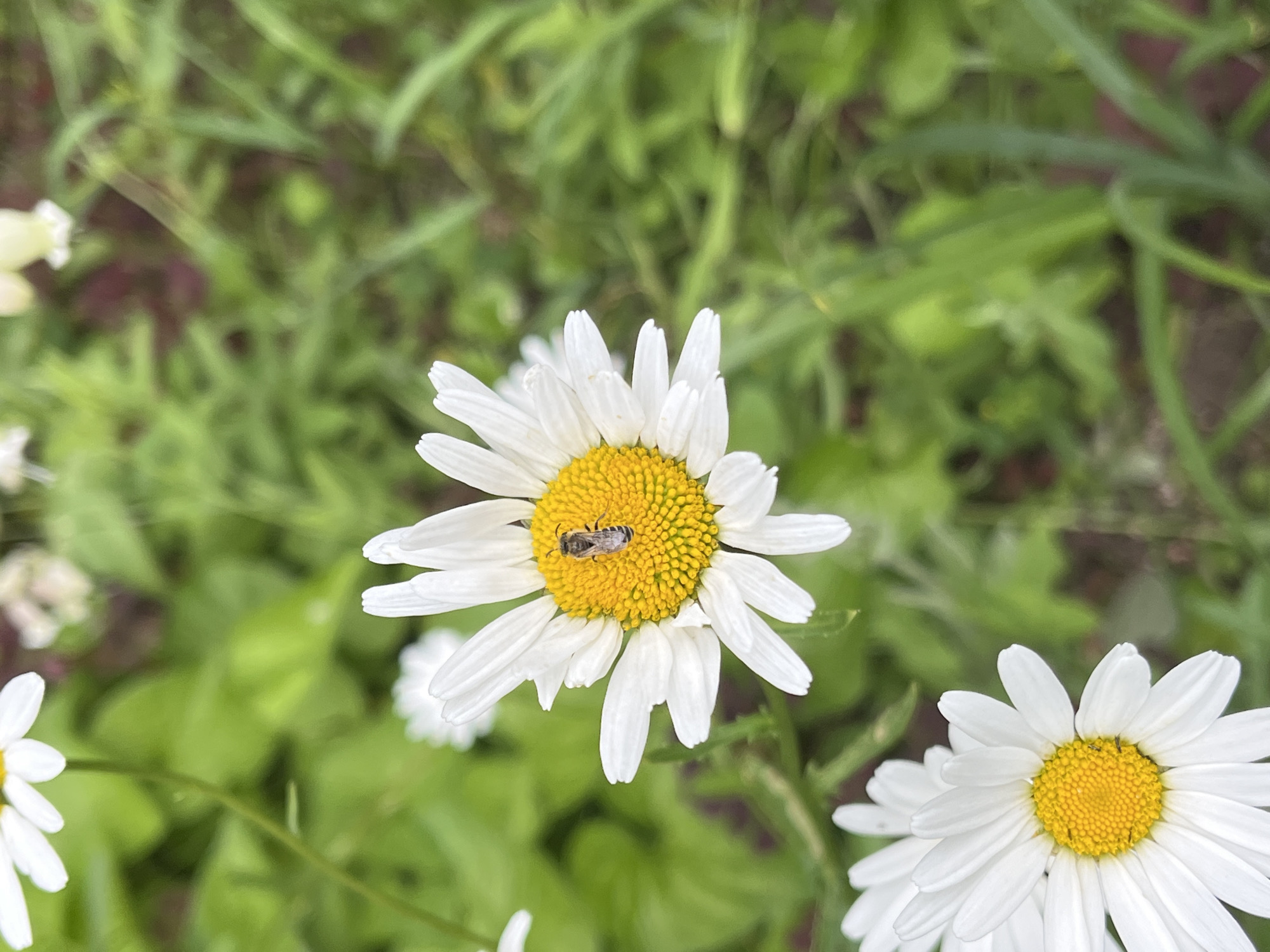 A close-up, high-angle shot shows a daisy in focus with a bee on its yellow center. The daisy has white petals and a textured yellow disc. The bee is small and appears to be gathering pollen. Surrounding the main daisy are other daisies, some out of focus, and a blur of green foliage, suggesting a garden or a meadow setting. The lighting appears to be natural daylight, casting soft shadows, and the overall impression is one of a peaceful, outdoor scene in a natural environment. The image was taken in Nizhny Novgorod, Russia.
