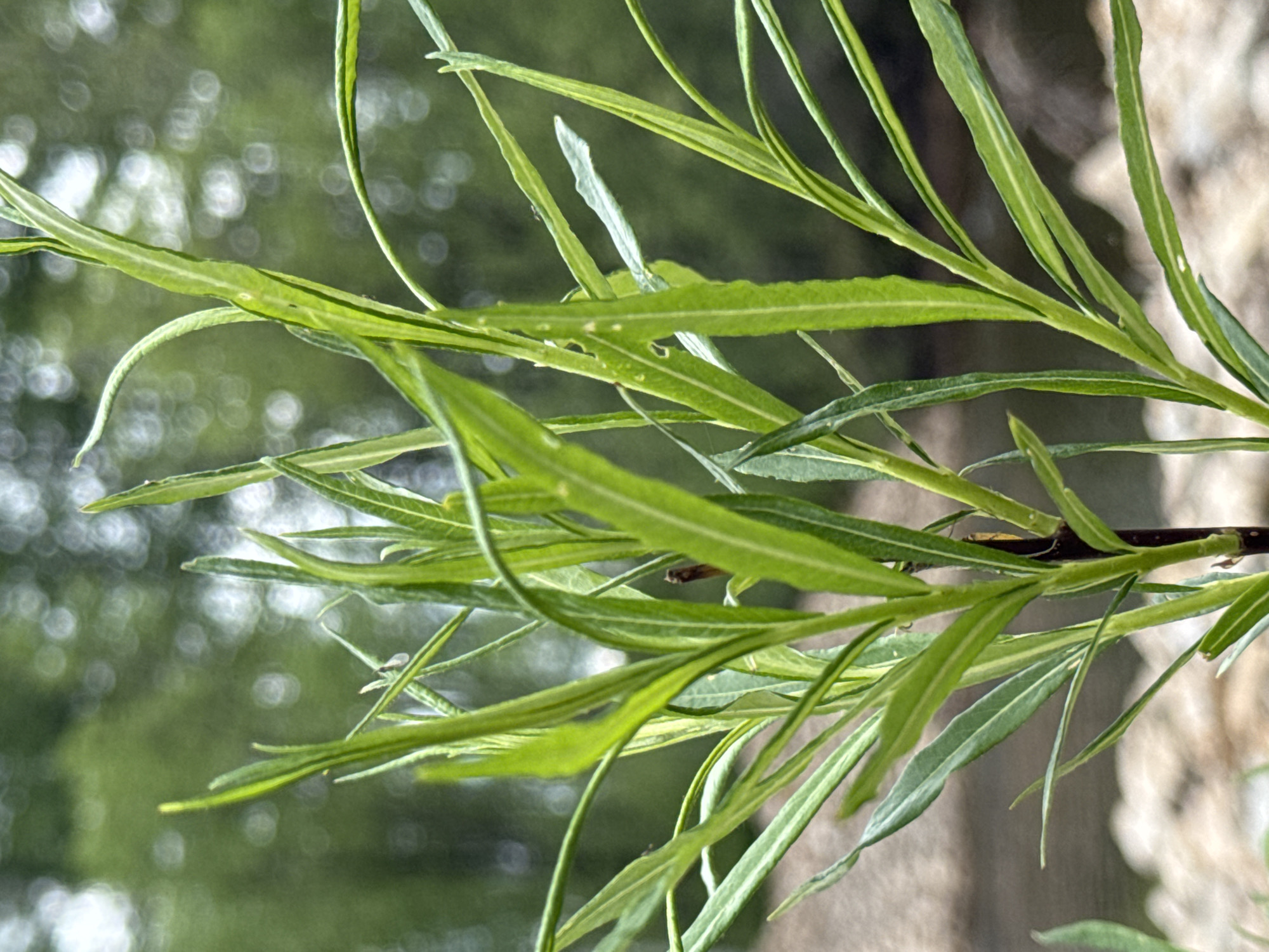 A close-up, shallow depth-of-field shot focuses on the bright green, slender leaves and thin stems of a young plant. The leaves are long and narrow, with some showing slight damage or irregularities along their edges. The plant is positioned in the foreground, with its base obscured by out-of-focus, light-colored pebbles and the blurred shapes of rocks. In the background, a body of water with a gentle current is visible, bordered by more rocks and vegetation. The overall environment suggests a natural setting, potentially near a riverbank. The location is identified as Murtygit, Russia. The image captures the delicate details of the plant's growth amidst its natural surroundings.