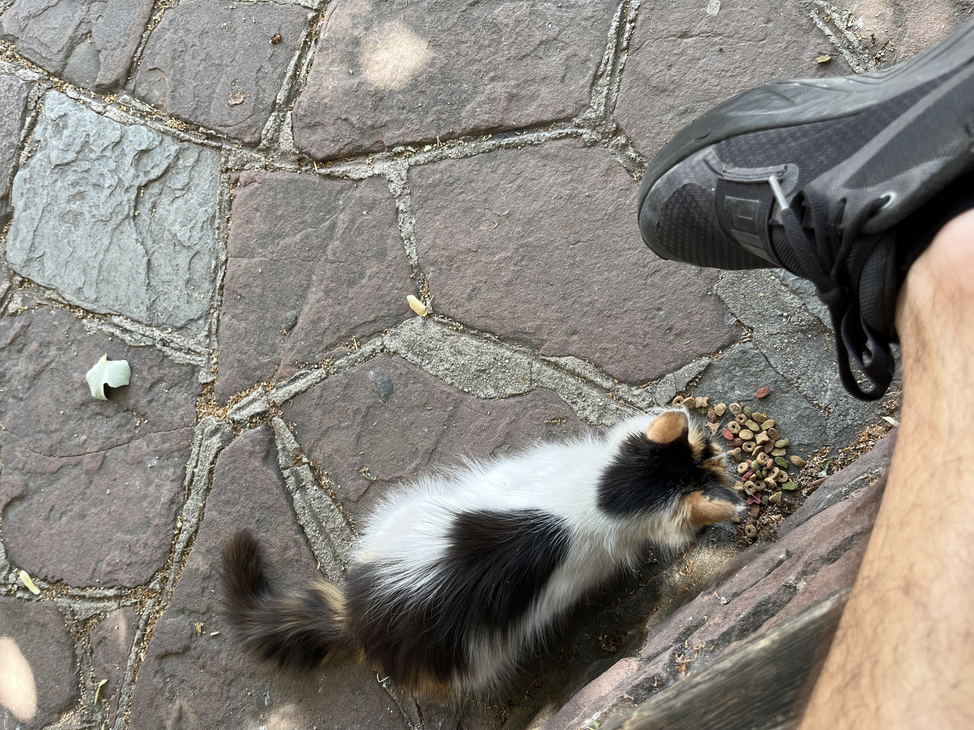 The image shows a calico cat eating from a pile of dry cat food on a stone patio. A person's leg and foot wearing a black athletic shoe are visible in the foreground. The environment appears to be outdoors, with natural light. There are some scattered leaves and debris on the patio. The exact location of Sopot, Bulgaria cannot be determined from the image.