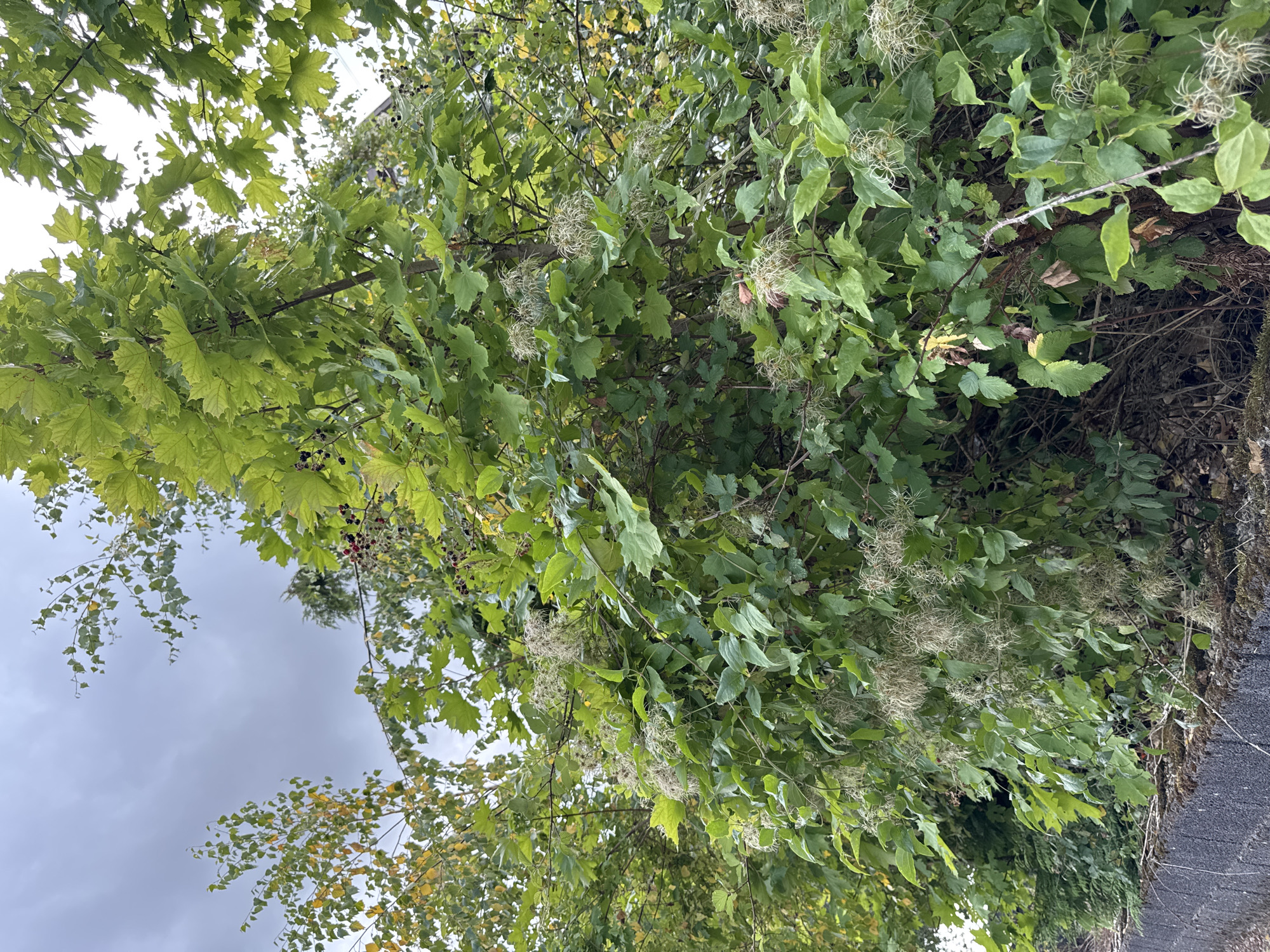 This image depicts a dense, overgrown bush with various types of foliage and some darker berries visible amongst the leaves. The vegetation is lush and green, with some yellowing leaves indicating a transition in seasons. Some of the plants have feathery seed heads. In the background, a grey, cloudy sky is visible. In the foreground, a low, weathered stone wall covered in moss runs along the bottom edge of the frame. The scene appears to be an outdoor environment, possibly a garden or a roadside verge, located in Überherrn, Germany. There are no people or animals visible in the image.