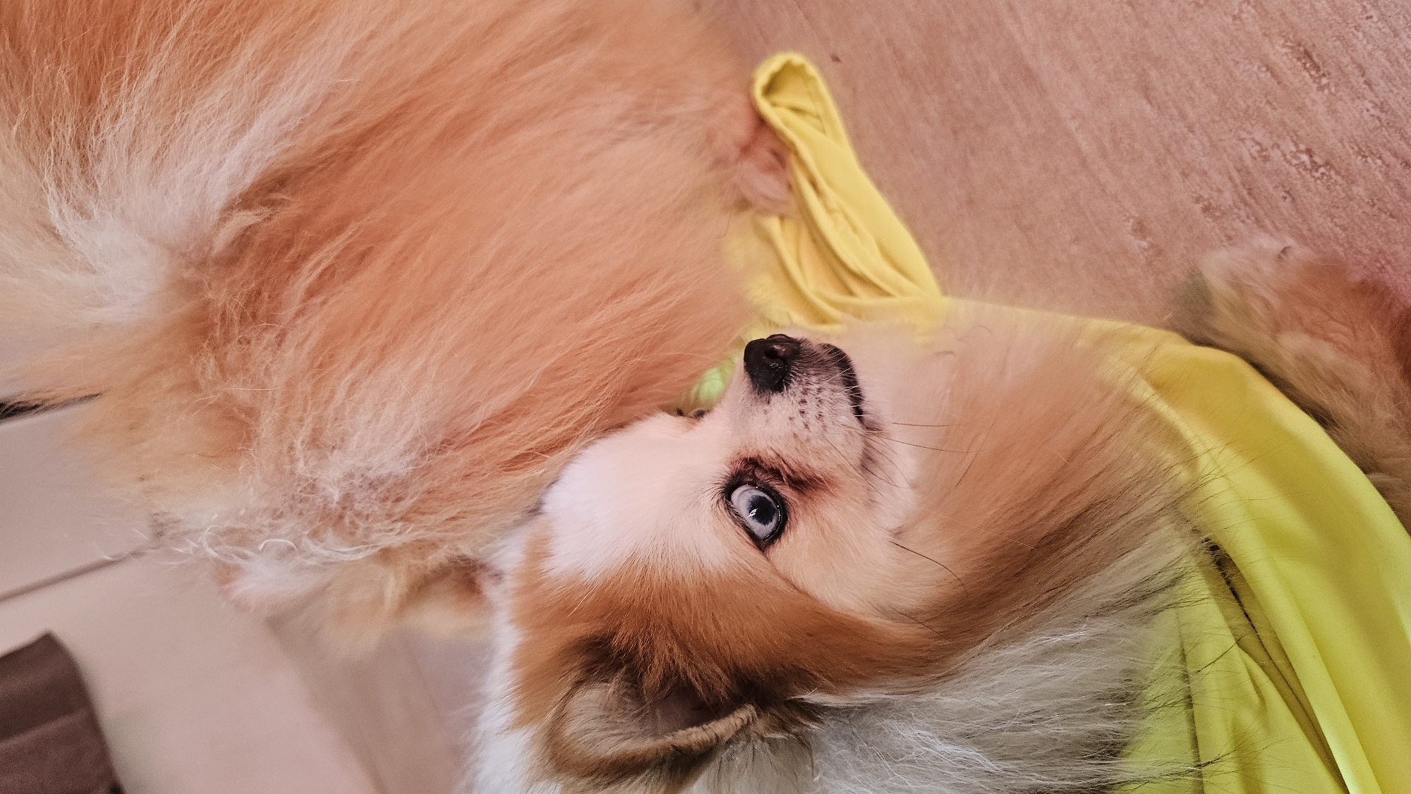 Two Pomeranian dogs, one in the foreground with light brown and white fur, and another larger dog with orange fur, are lying on a wooden floor. The smaller dog is wearing a bright yellow garment that partially covers its body. The smaller dog is looking to the right with wide, blue-ish eyes. The larger dog's body is mostly obscured by its fur, but it appears to be lying behind the smaller dog. The environment suggests an indoor setting, possibly a home, with a warm-toned wooden floor. The lighting is soft and diffused. There are no people present in the image. The scene is a close-up shot, focusing on the dogs and their interaction. The location is not specified within the image, and there is no information to suggest it is in Baan Chaweng, Thailand.