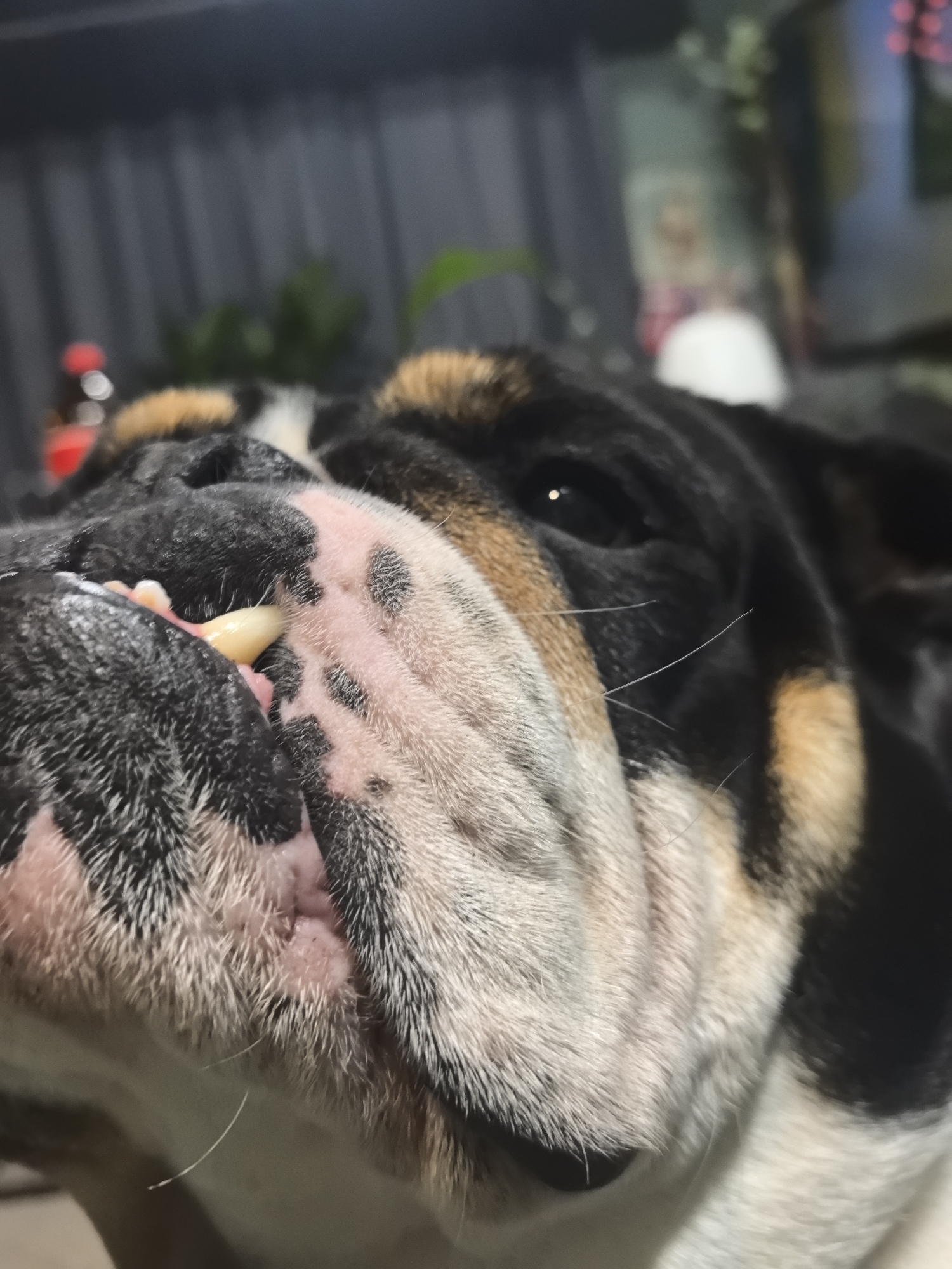 A close-up shot focuses on the face of an English Bulldog. The dog has black, tan, and white markings on its fur. Its pink and black-spotted skin is visible around its muzzle. One canine tooth is prominently displayed. The background shows blurry indoor elements, including a curtain, plants, and indistinct objects on a table. The location, Noviy, Russia, is not evident from the visual details.