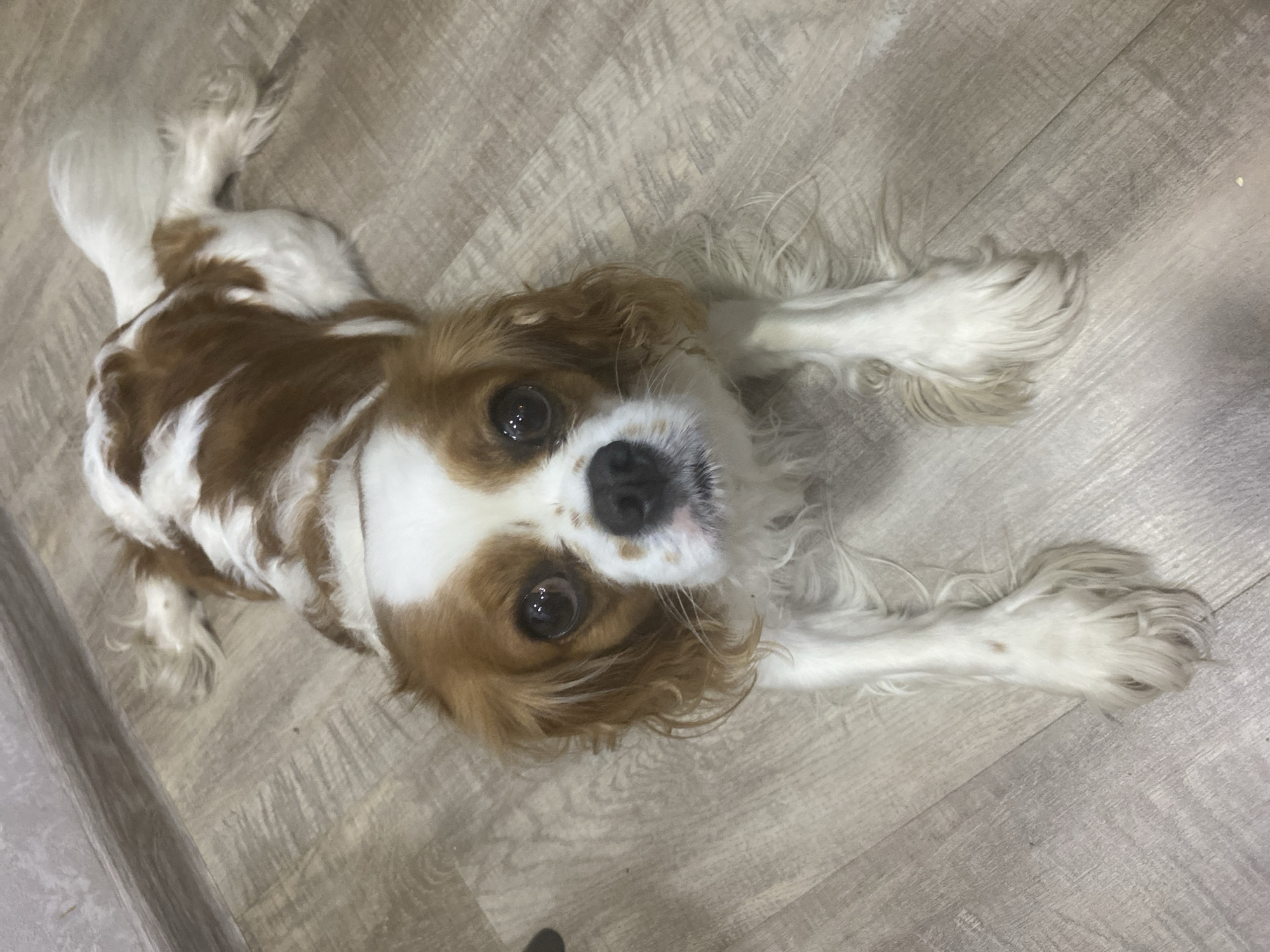 An eye-level, medium shot captures a Cavalier King Charles Spaniel lying on a light-colored wooden floor. The dog, predominantly white with large patches of reddish-brown fur, is positioned lengthwise in the frame, facing directly towards the camera. Its head is slightly tilted, and its large, dark eyes are wide and attentive. Long, floppy ears with reddish-brown fur frame its face, and a black nose is prominent on its muzzle. The dog's body stretches out with its front paws extended forward, also covered in white fur with some reddish-brown markings. Its tail, a fluffy mix of white and reddish-brown, lies to the right of its body. The background consists of the wooden floor, showing planks with a subtle grain pattern. To the top left, a wall with a textured finish and a baseboard is visible, hinting at an indoor environment, possibly a home in Unknown, Unknown.