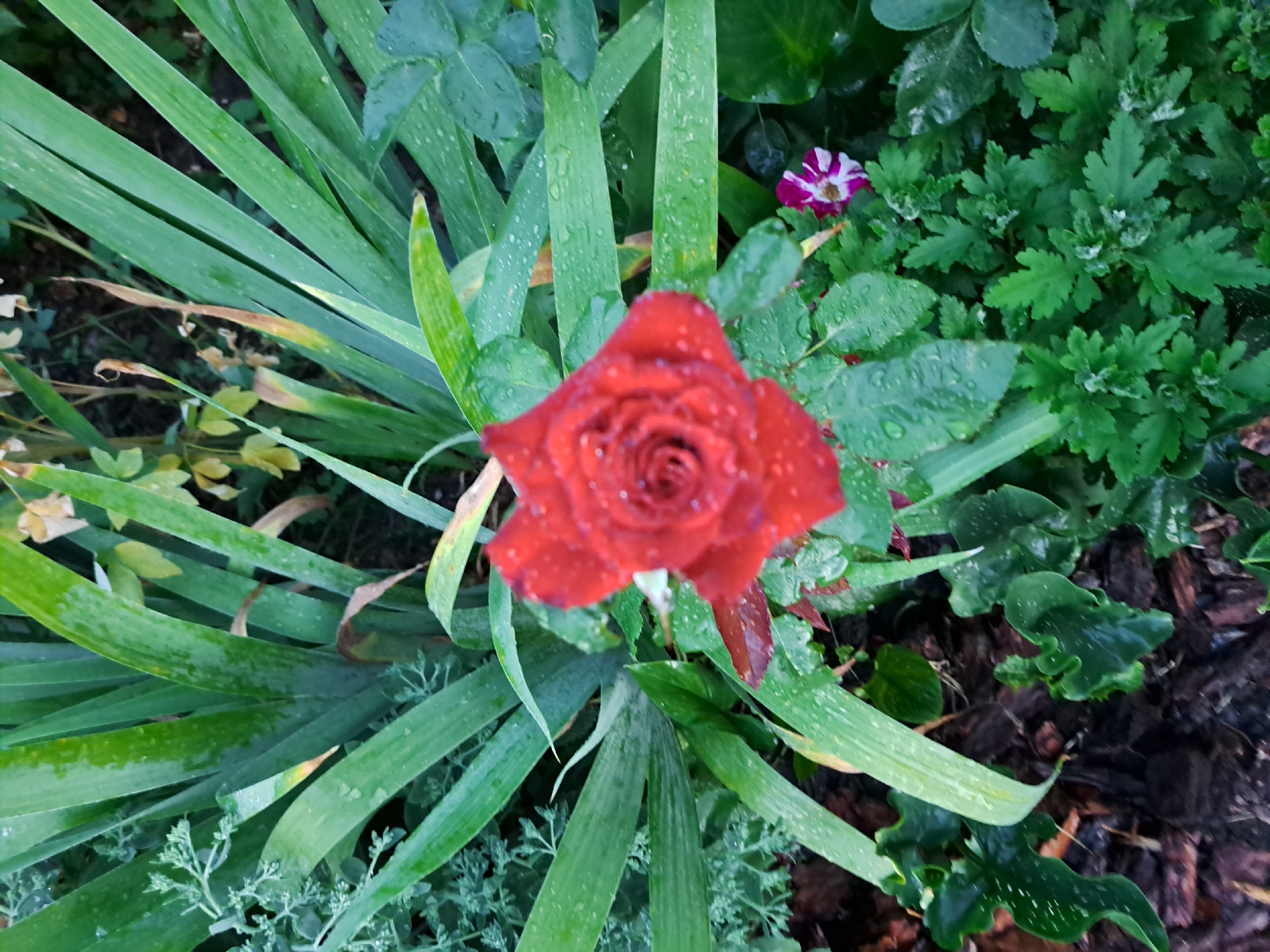 A single, vibrant red rose, glistening with raindrops, is the focal point of this image. The rose is captured in soft focus, drawing the viewer's eye to its intricate petal structure. Surrounding the rose are lush, green leaves, also speckled with water droplets, indicating recent rain or dew. The leaves are a mix of shapes and sizes, with some long and sword-like, possibly from an iris plant, and others smaller and more delicate. In the background, a small flower with pink and white striped petals adds a subtle splash of contrasting color. The ground below appears to be covered in dark mulch and some scattered brown leaves. The scene suggests a garden setting, likely after a rain shower, in an outdoor environment. Without further information, the specific location in Chernetsk, Russia cannot be determined from the visual data alone, but the presence of varied flora suggests a temperate climate suitable for gardening. There are no people or animals visible in the image, and no explicit actions or interactions are depicted.
