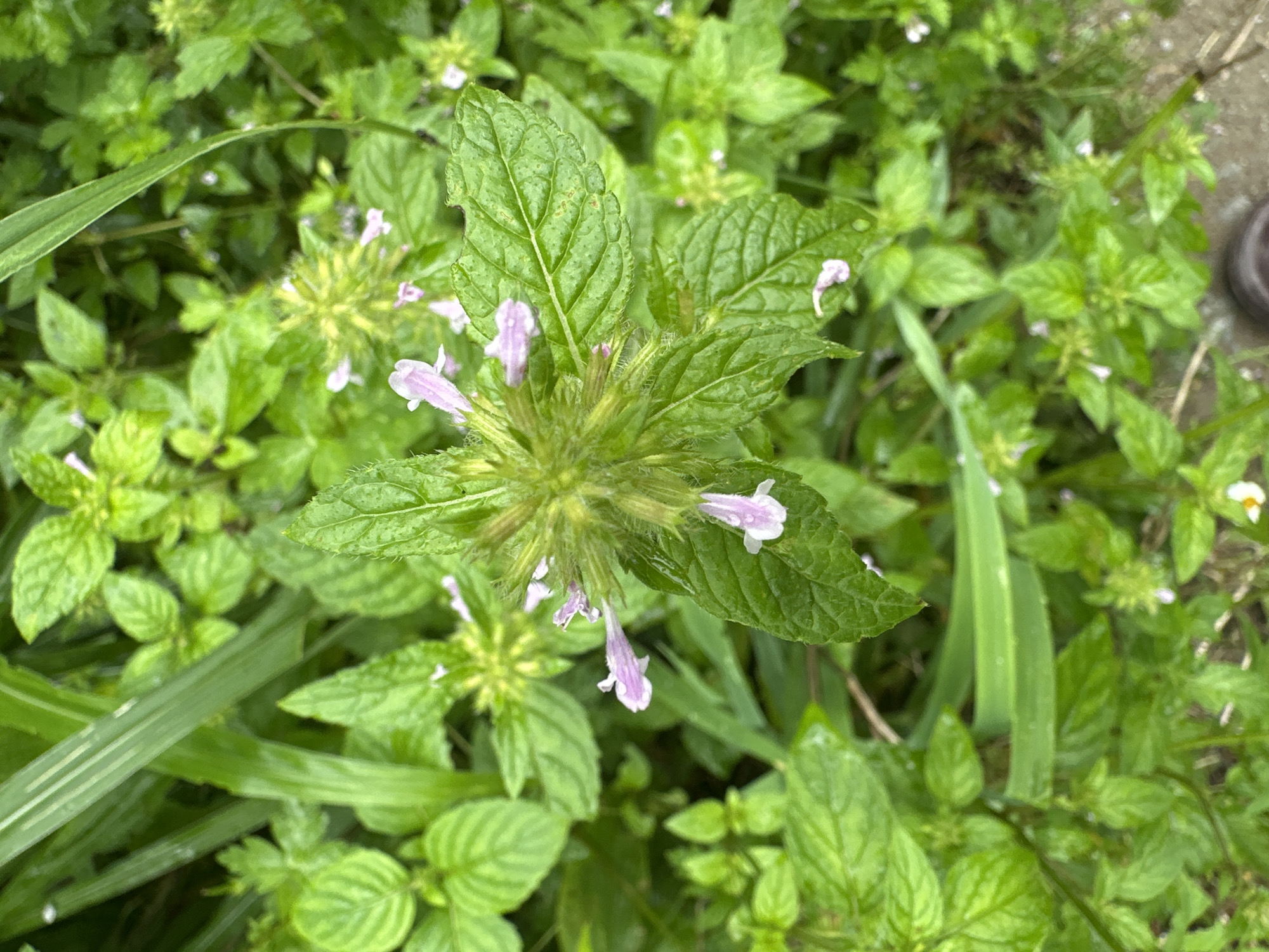 A close-up, high-angle shot captures a flowering plant with small, delicate pink and white blossoms surrounded by lush green foliage. The plant has serrated leaves and appears to be growing in an outdoor environment. The background is a blur of more green vegetation, suggesting a garden or natural setting. There is no visible indication of the city of Haini, India.