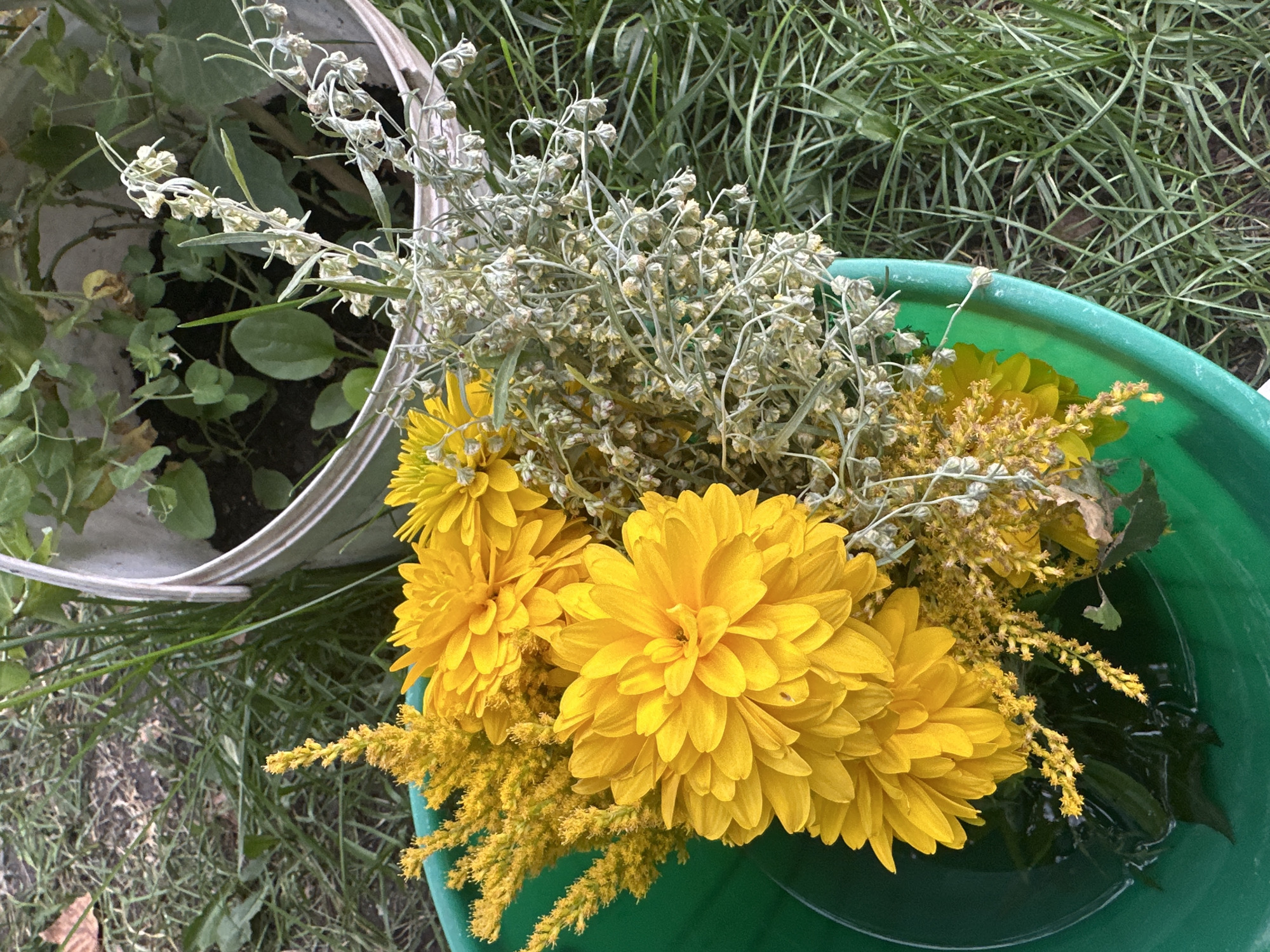 A close-up, overhead shot shows a bouquet of yellow flowers and dried plant sprigs placed in a green bucket. The flowers are bright yellow and appear to be chrysanthemums or similar blooms, with multiple layers of petals. Alongside them are wispy, dried branches with small, light-colored seed heads or buds. The bucket contains water and submerged green leaves. In the background, a portion of a white pot with green plants and soil is visible, along with a grassy area. The scene is outdoors, suggesting a garden or yard setting. There are no people or animals present. The lighting is natural, indicating daytime. The location is a residential area in Biysk, Russia.