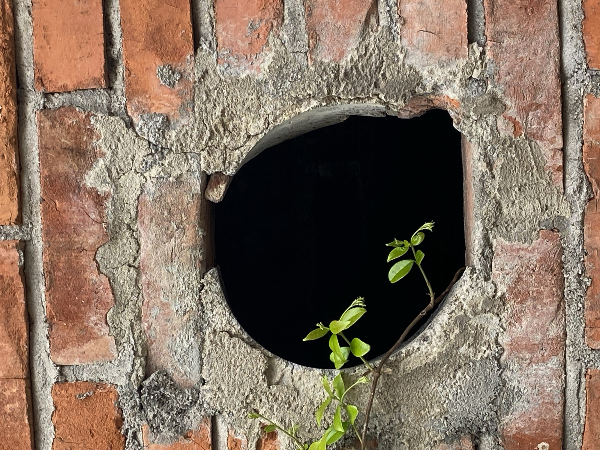 The image presents a close-up view of an old, weathered brick wall featuring a prominent circular opening. The wall is composed of reddish-brown bricks, showing various shades and signs of age and wear. The mortar binding the bricks is a coarse, light grey material, heavily textured, cracked, and uneven, suggesting considerable age or a state of disrepair. Patches of mortar are visibly crumbling and flaking, adding to the rustic appearance.
The central feature is a perfectly round, dark void that forms an opening in the wall, obscuring any view beyond it. The inner edges of this circular aperture are also rough and textured, consistent with the surrounding masonry.
Emerging from the lower right portion of the dark opening and extending upwards into the black space is a small, resilient plant. It features several clusters of vibrant light green leaves on a slender, brownish stem, indicating new growth. The plant appears to be growing directly from a crevice within the wall or just inside the opening, thriving despite the seemingly harsh environment.
The overall scene depicts nature's persistence amidst man-made decay. There are no people or discernible activities taking place. The lighting on the bricks suggests it is daytime, contrasting with the absolute darkness of the opening. No text is visible. The scene is located in Budva, Montenegro.