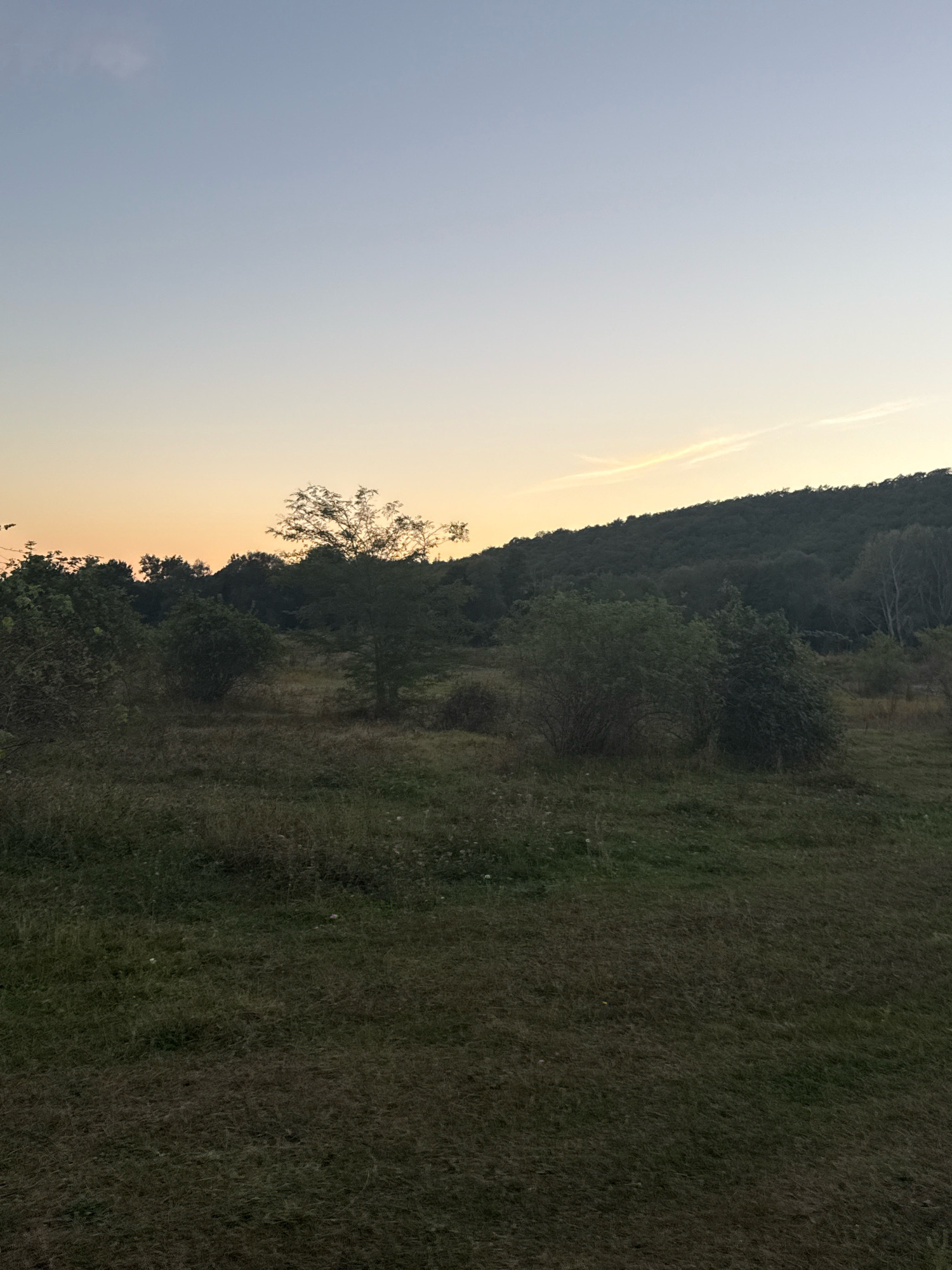 The image depicts a natural landscape at dusk. The sky transitions from a pale blue at the top to a warm yellow-orange near the horizon. A faint, wispy cloud stretches horizontally across the upper portion of the sky. Below the sky, a dark, undulating hill covered in trees dominates the background. In the middle ground and foreground, there is a clearing with scattered bushes and grasses, some of which appear to be wildflowers. The overall impression is one of a peaceful, rural scene. The image does not contain any people, specific objects, or actions that would indicate a particular location within Tenginka, Russia; it is a generic representation of a natural environment.