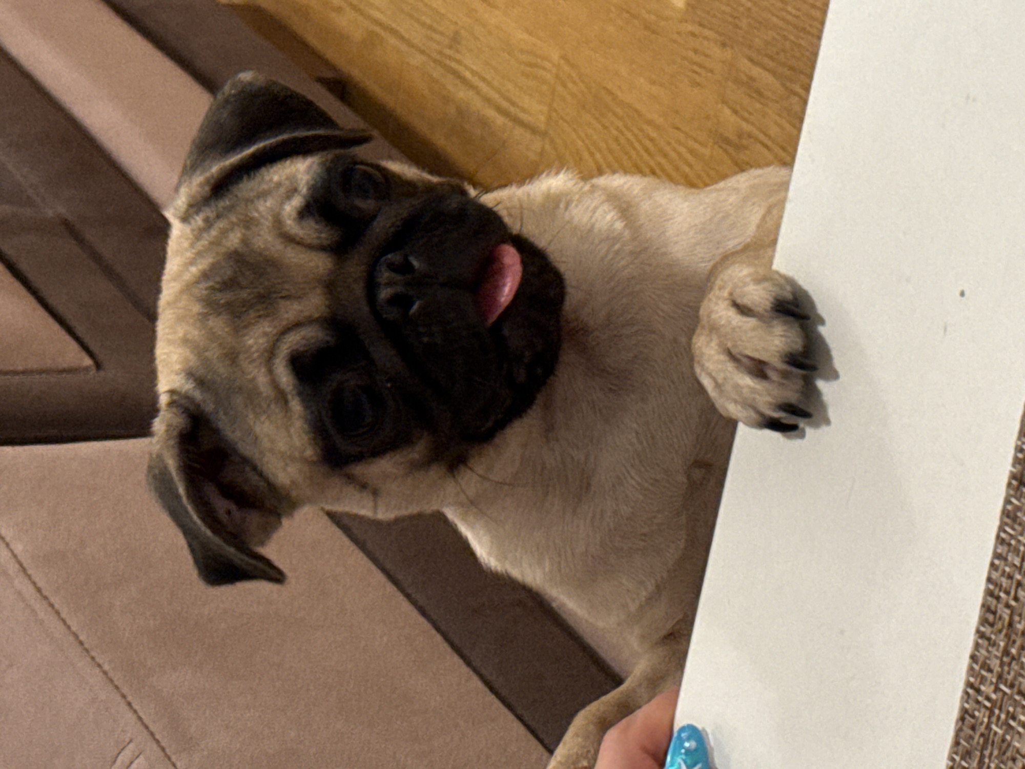 A fawn-colored pug puppy is leaning over a white surface, with its front paws resting on it. The puppy has a black muzzle and appears to be sticking its pink tongue out. Behind the puppy, a plush brown sofa is visible, and to the right, a wooden floor. A human hand with blue nail polish is on the left, reaching towards the puppy. The scene is indoors, suggesting a domestic setting.