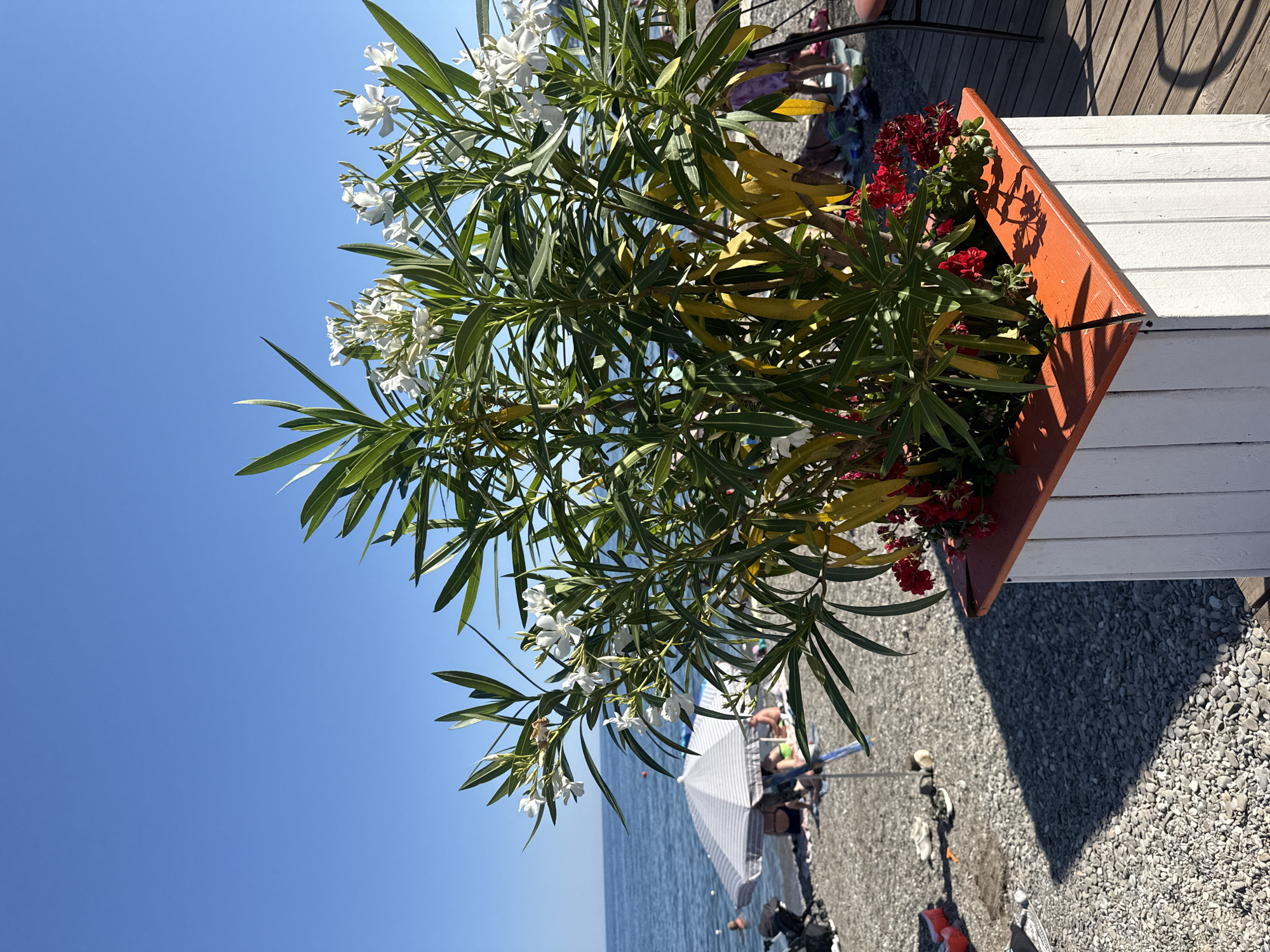This media file depicts a sunny day at a beach in Alushta, Ukraine. The foreground features a potted plant with lush green leaves and delicate white flowers, alongside some red blooms. The plant is in a rustic, orange-colored planter, which is placed next to a white wooden structure.
The background reveals a serene ocean under a clear blue sky, suggesting pleasant weather. The beach itself is covered in small pebbles. Further back, beachgoers are visible relaxing under umbrellas, with some appearing to be seated or lying down. The presence of beach umbrellas and the overall relaxed atmosphere suggest a leisurely day at the seaside. The lighting indicates it is daytime, likely mid-morning or afternoon, given the strong sunlight casting shadows.