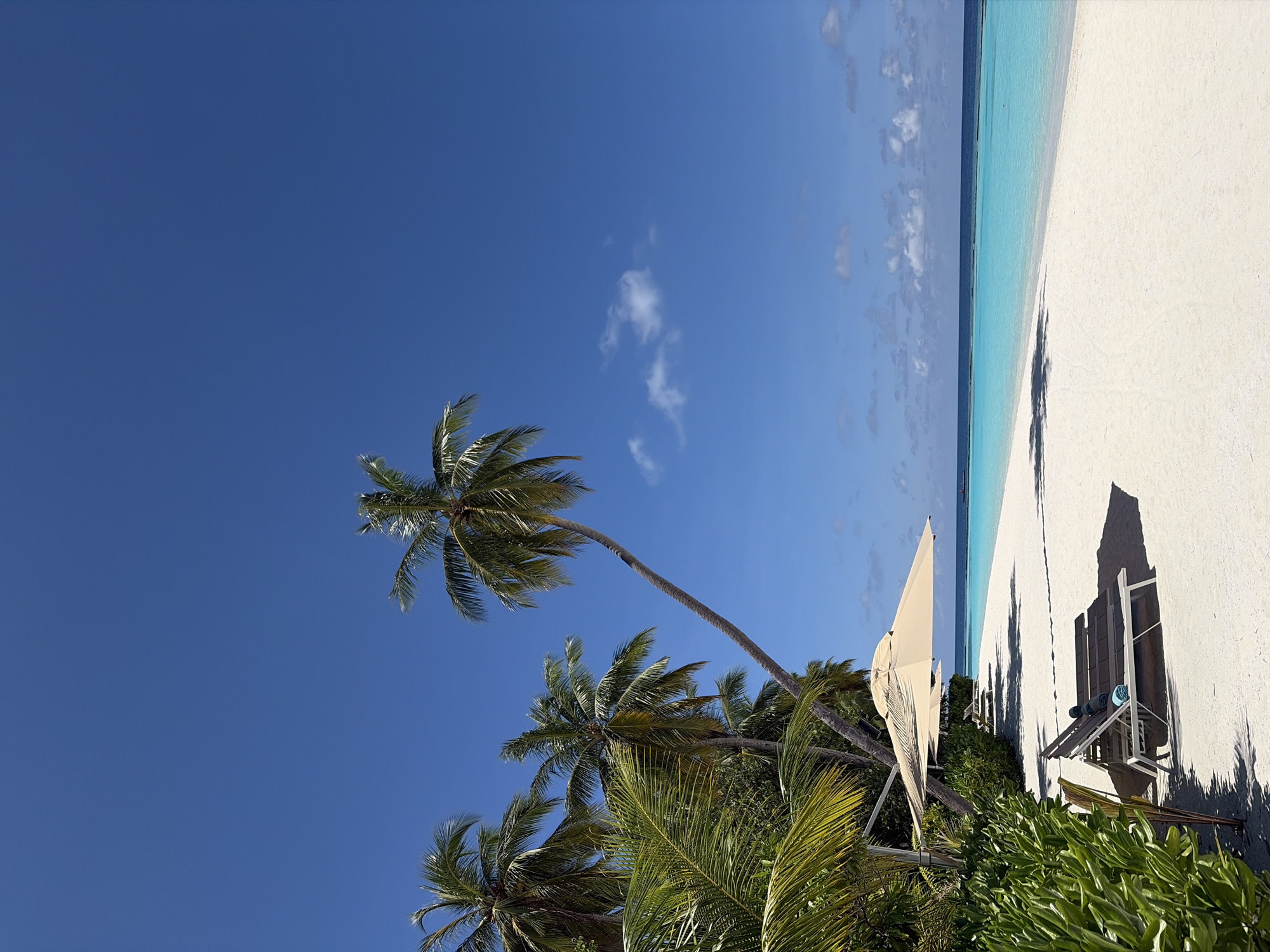 In Halaveli, Maldives, a serene tropical beach scene unfolds under a clear, vibrant blue sky. The foreground is dominated by lush green foliage and sandy white ground, leading to a pristine beach. Two empty, dark-colored lounge chairs with rolled-up blue towels are neatly arranged on the sand, positioned under the shade of a large, light-colored umbrella. Beyond the chairs, the sand stretches towards the turquoise waters of the ocean, which are calm and inviting. In the mid-ground, several palm trees with their characteristic fronds lean gracefully towards the water, casting dappled shadows on the sand. The horizon line is sharp, separating the bright turquoise of the shallow water from the deep blue of the open ocean, with a faint hint of a distant vessel. A few scattered white clouds dot the expansive sky, adding subtle texture. The overall atmosphere is one of tranquility and natural beauty.