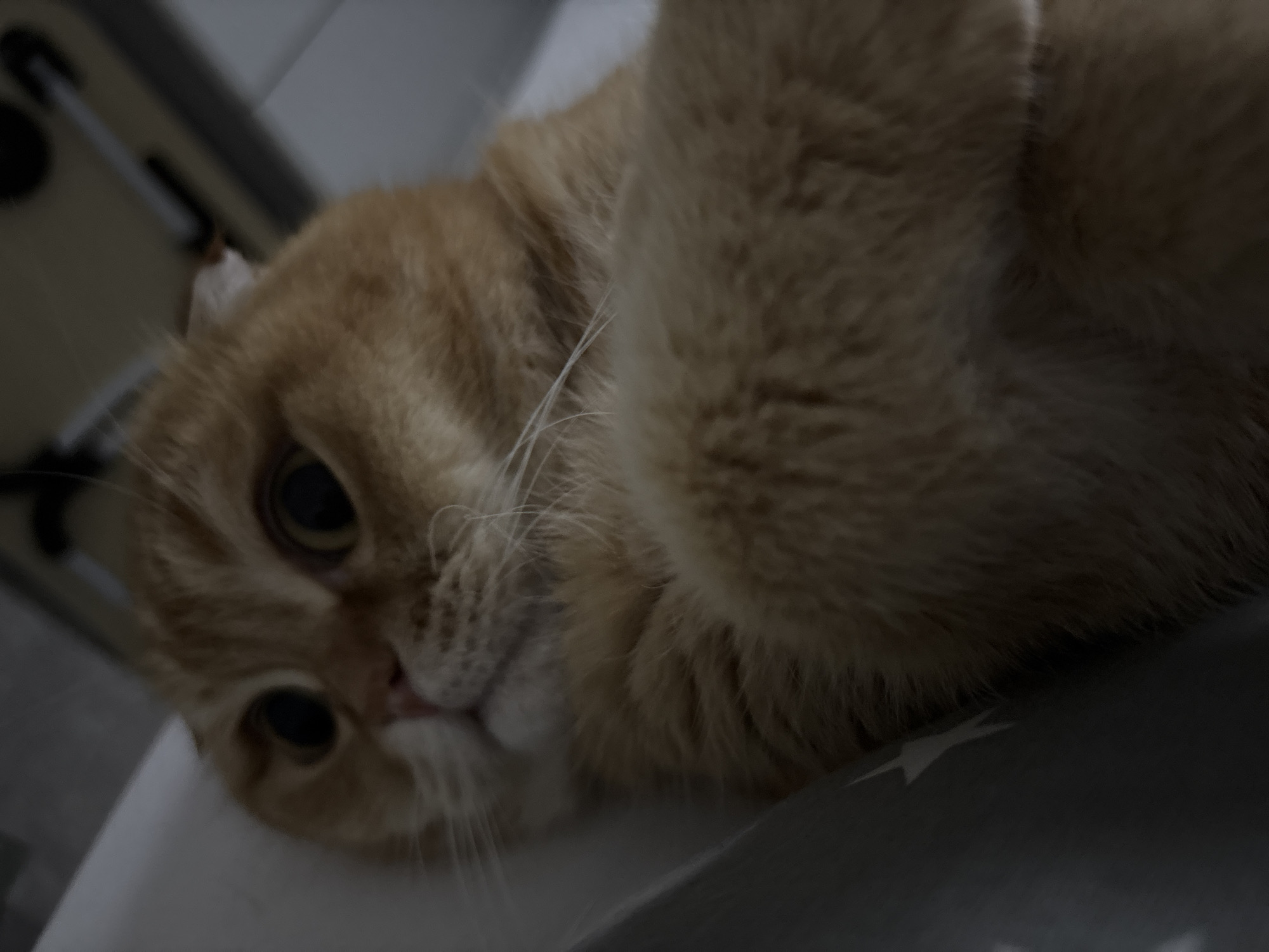 A low-angle, close-up shot shows the face and front paws of a ginger cat lying down. The cat's eyes are wide and looking upwards, with dilated pupils. Its ears are folded back slightly. The cat's fur is a light ginger color, with some darker stripes visible on its face. The background is out of focus and appears to be a light-colored surface. The image is dimly lit, with a shadow cast over the left side of the cat's face. The overall impression is one of surprise or alertness.