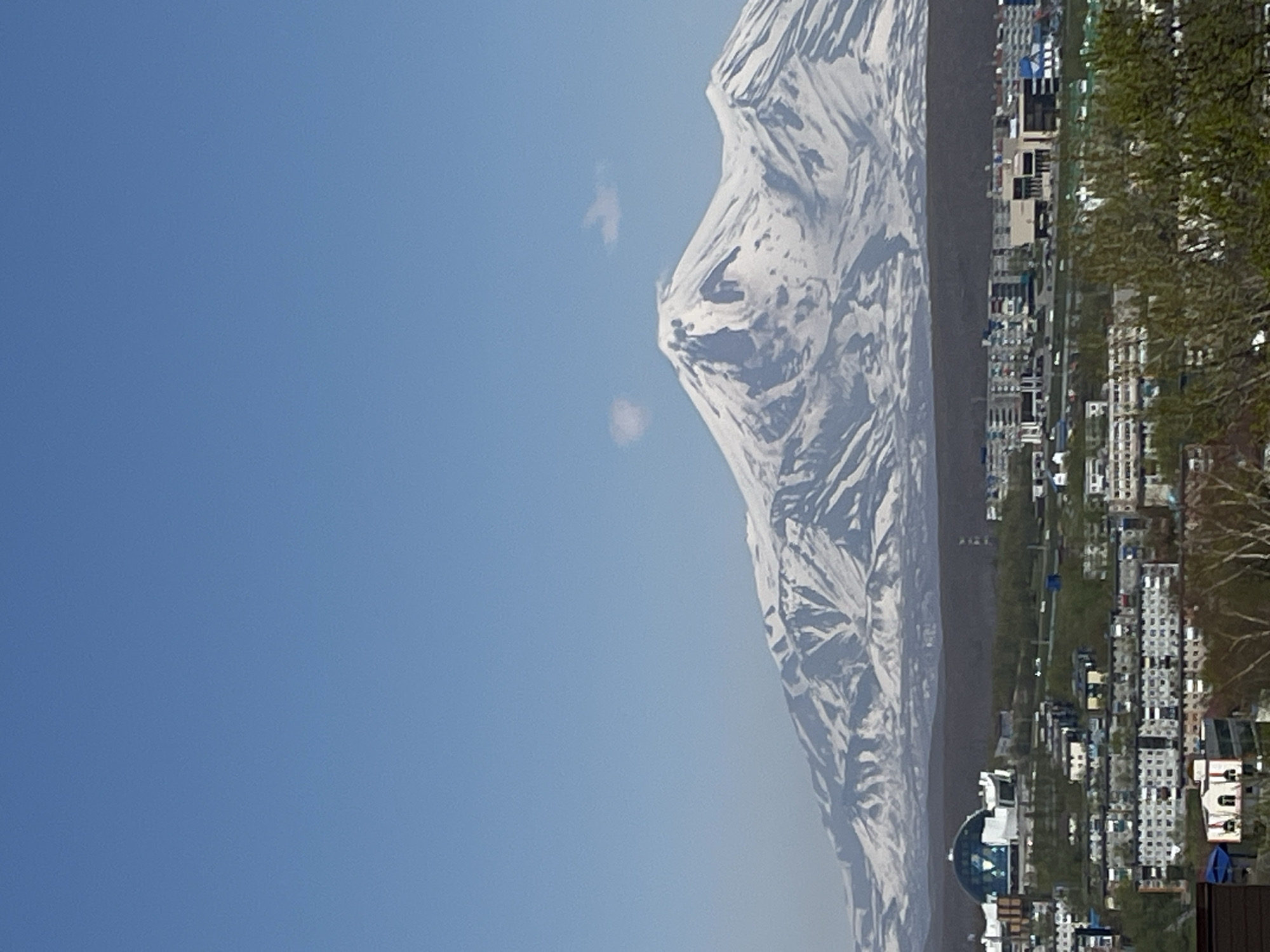 The image presents a wide, high-angle view of Petropavlovsk-Kamchatsky, Russia, under a clear, light blue sky with two small, faint white clouds positioned above the main mountain peak. A substantial, snow-covered mountain range, identifiable as volcanoes consistent with the Kamchatka Peninsula's geography (e.g., Avachinsky or Koryaksky), dominates the background. The central peak is prominent, displaying distinct snow-covered ridges and rock formations, with snow extending down the slopes.
Below the mountain range, a strip of dark, densely vegetated terrain separates the natural landscape from the urban area. The city of Petropavlovsk-Kamchatsky occupies the lower half of the frame. On the left side of the cityscape, a large, modern building with a prominent glass-domed or spherical roof is visible, surrounded by other multi-story structures. The urban area consists of numerous multi-story residential buildings, primarily block-style apartment buildings with light-colored facades and dark roofs, interspersed with smaller commercial or public buildings. Roads are discernible throughout the city, with various vehicles present, though details are indistinct due to distance. Green foliage from trees and bushes is scattered within the city and covers surrounding hillsides. Deciduous trees with bare branches are visible in the immediate foreground on the lower right. No specific human actions or identifiable individuals are discernible. The scene is illuminated by bright, natural daylight.