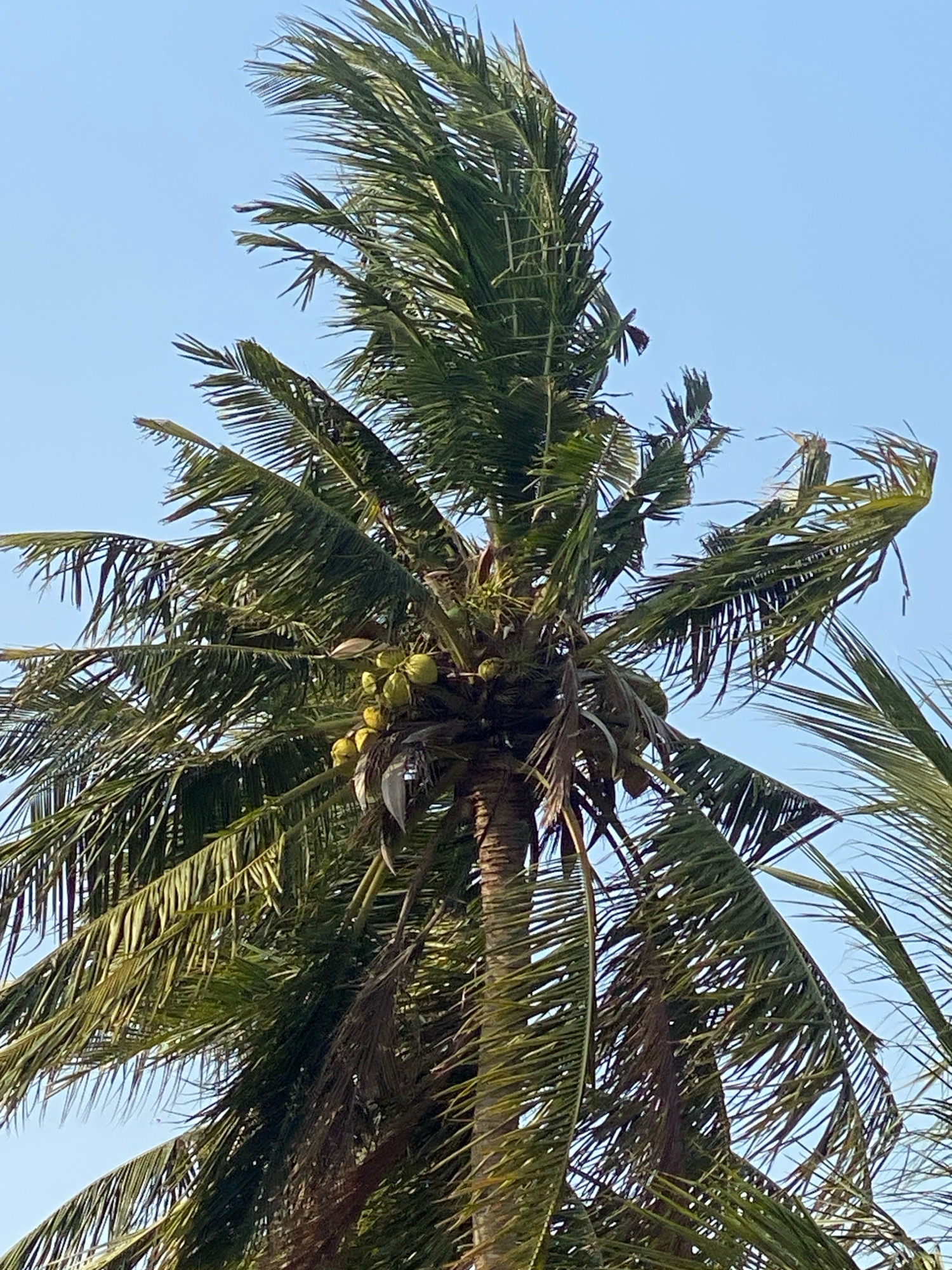 A close-up, vertical, low-angle shot captures a coconut tree against a clear blue sky. The fronds of the tree are green and appear weathered, with some fronds tattered and frayed, suggesting exposure to wind. Several clusters of green coconuts are visible near the top of the tree, nestled amongst the fronds. The trunk of the tree is textured and brown. The scene is devoid of human presence. The image is too general to pinpoint a specific location within Batam, Indonesia, but the presence of coconut trees indicates a tropical or subtropical environment typical of the region.