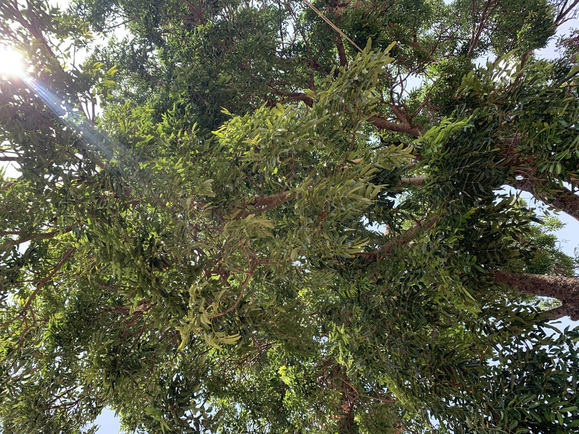 The image depicts the canopy of a tree, possibly in Rafin Par, Nigeria, viewed from a low angle looking upwards. The tree has dense green foliage with smaller, elongated leaves. Several brown branches are visible, extending out from the trunk. Sunlight is filtering through the leaves on the left side, creating bright flares. Patches of blue sky are visible through the gaps in the canopy. There are no people or other prominent objects in the frame.