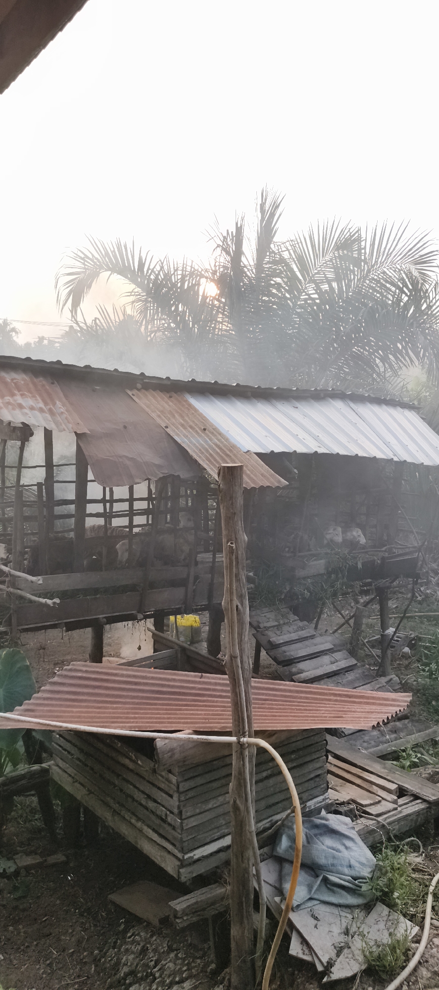 The image depicts a rustic farm scene in Baru, Indonesia. The focal point is a raised structure with a corrugated metal roof, likely an animal pen. The structure is supported by wooden posts and appears to be elevated from the ground. Inside the pen, several animals, possibly goats or sheep, can be seen. A wooden ramp leads up to the pen. In the foreground, a stack of corrugated metal sheets is piled on a wooden platform. A large, grey tarp and some scattered debris are also visible on the ground. Palm trees and other vegetation are present in the background, with a hazy sky suggesting either early morning or late afternoon light, possibly with some smoke or mist in the air. The overall impression is one of a working farm in a rural Indonesian setting.