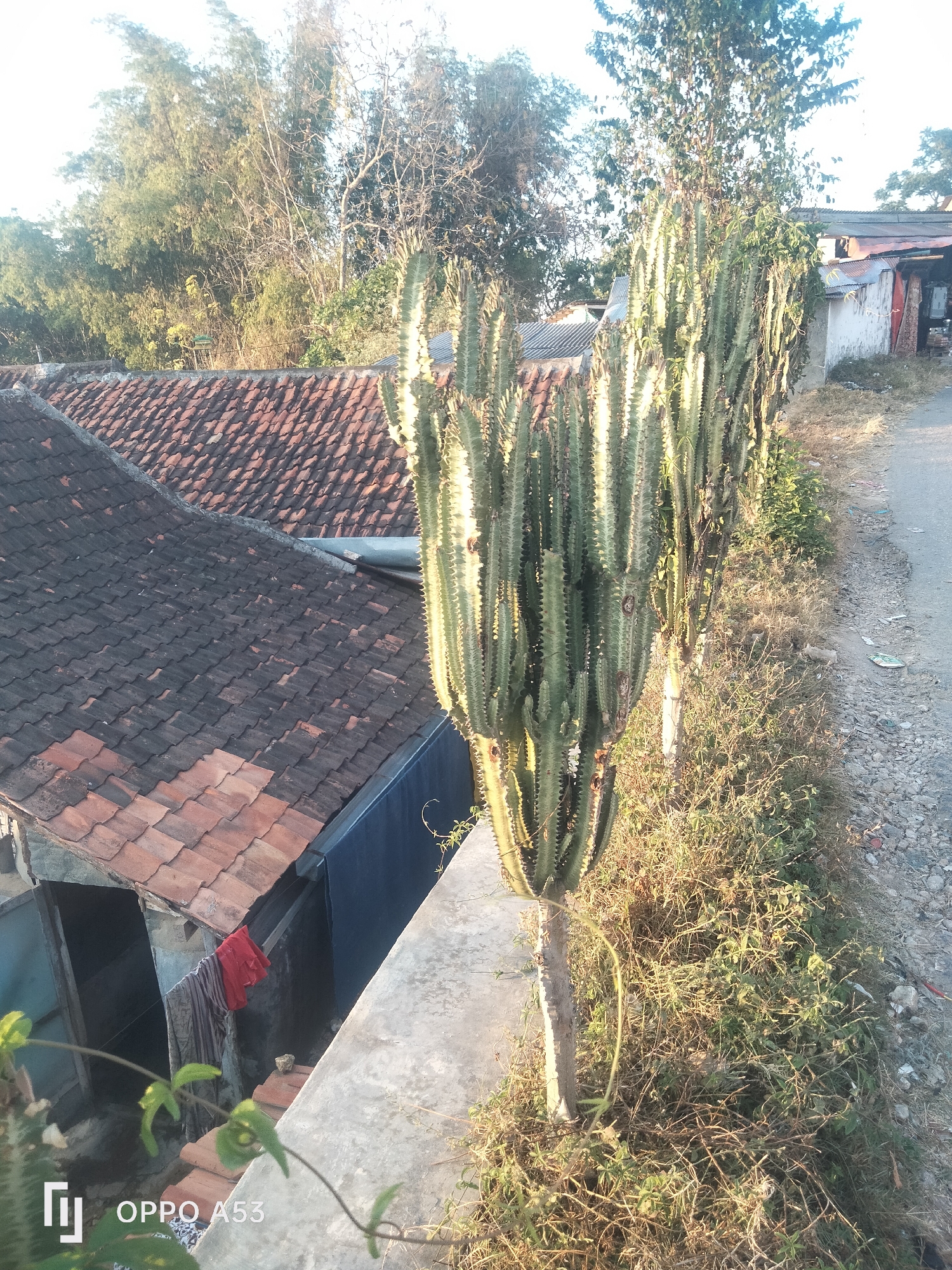 The image depicts a tall cactus with ribbed, green stems standing on a concrete ledge. In the background, a tiled roof of a building is visible, along with a road and some vegetation. The scene appears to be in a rural or semi-urban area. The lighting suggests it is daytime, possibly late afternoon, with sunlight casting shadows and highlighting the cactus. There are no people or animals visible in the frame. The presence of the OPPO A53 watermark suggests the image was taken with a mobile phone.