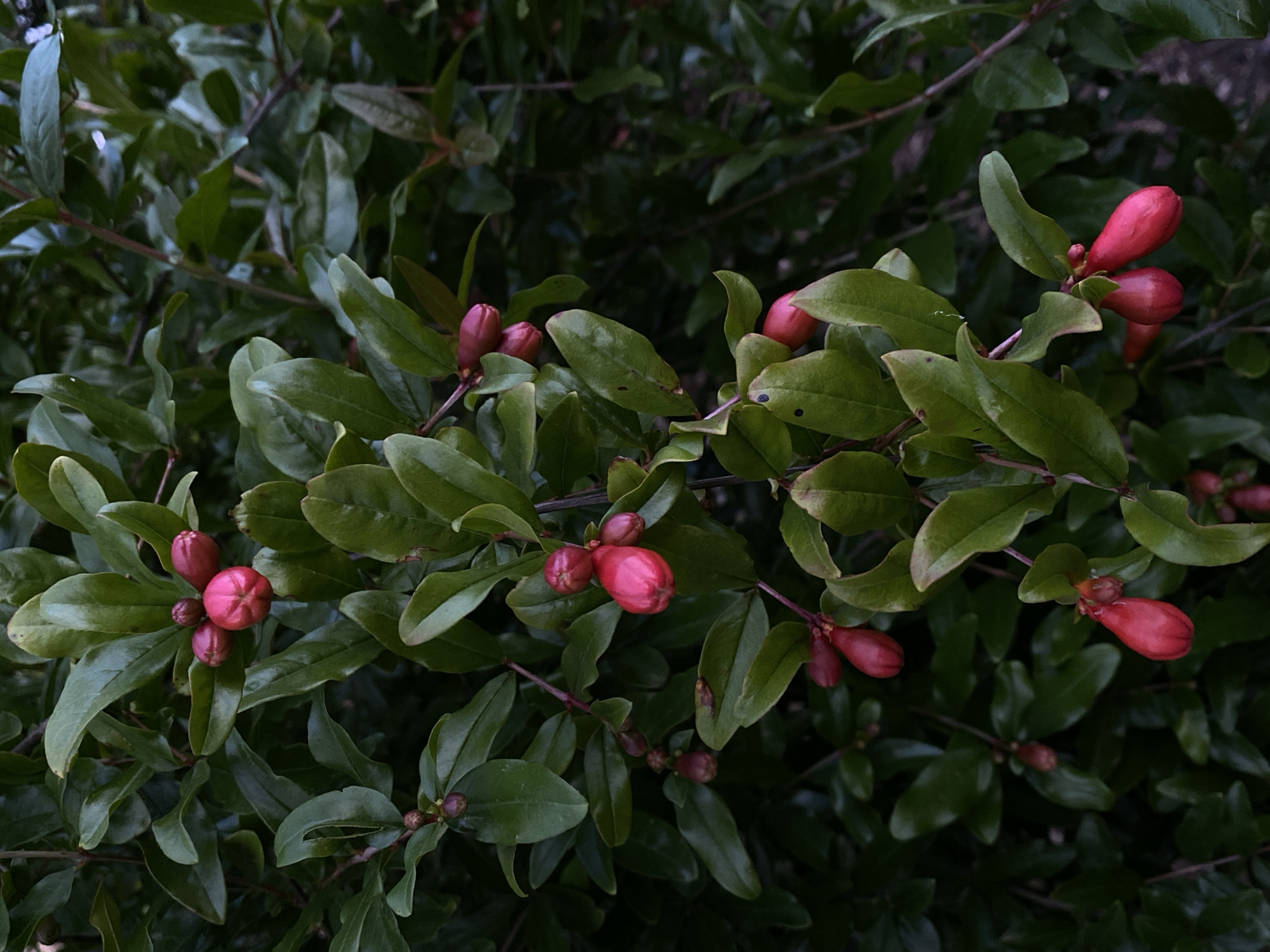 This is a close-up, eye-level, vertical, outdoor photograph of pomegranate flower buds on a branch, set against a dark, leafy background. The scene is located in Cairaclia, Moldova. The buds are a vibrant pink to red color and appear plump and rounded, some showing a slight crease or segmented appearance. They are clustered in groups of two to four. The leaves of the plant are a deep green, smooth, and slightly glossy, with some showing a reddish tint along the edges or veins. The lighting is subdued, creating a moody atmosphere, and there are no people or animals visible in the frame. The overall impression is one of natural growth and the anticipation of fruit.