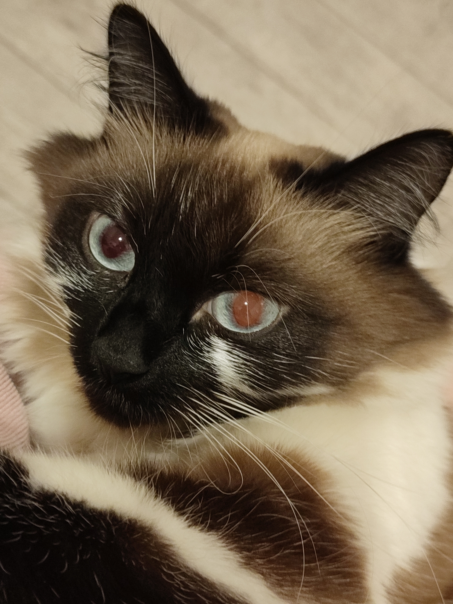 A close-up, eye-level, medium shot captures a Siamese cat's face. The cat is looking towards the viewer with a slightly tilted head. Its fur is a mix of dark brown and white, with distinct Siamese point markings on its face and ears. The cat has striking blue eyes with a reddish glow from the pupils, likely due to the tapetum lucidum reflecting light. The background consists of a light-colored, wood-grain textured surface, possibly a floor or wall. The image is focused on the cat's facial features, highlighting its intense gaze and fluffy fur. There are no visible humans or any elements that would indicate a specific location within the city of Angarsk, Russia.