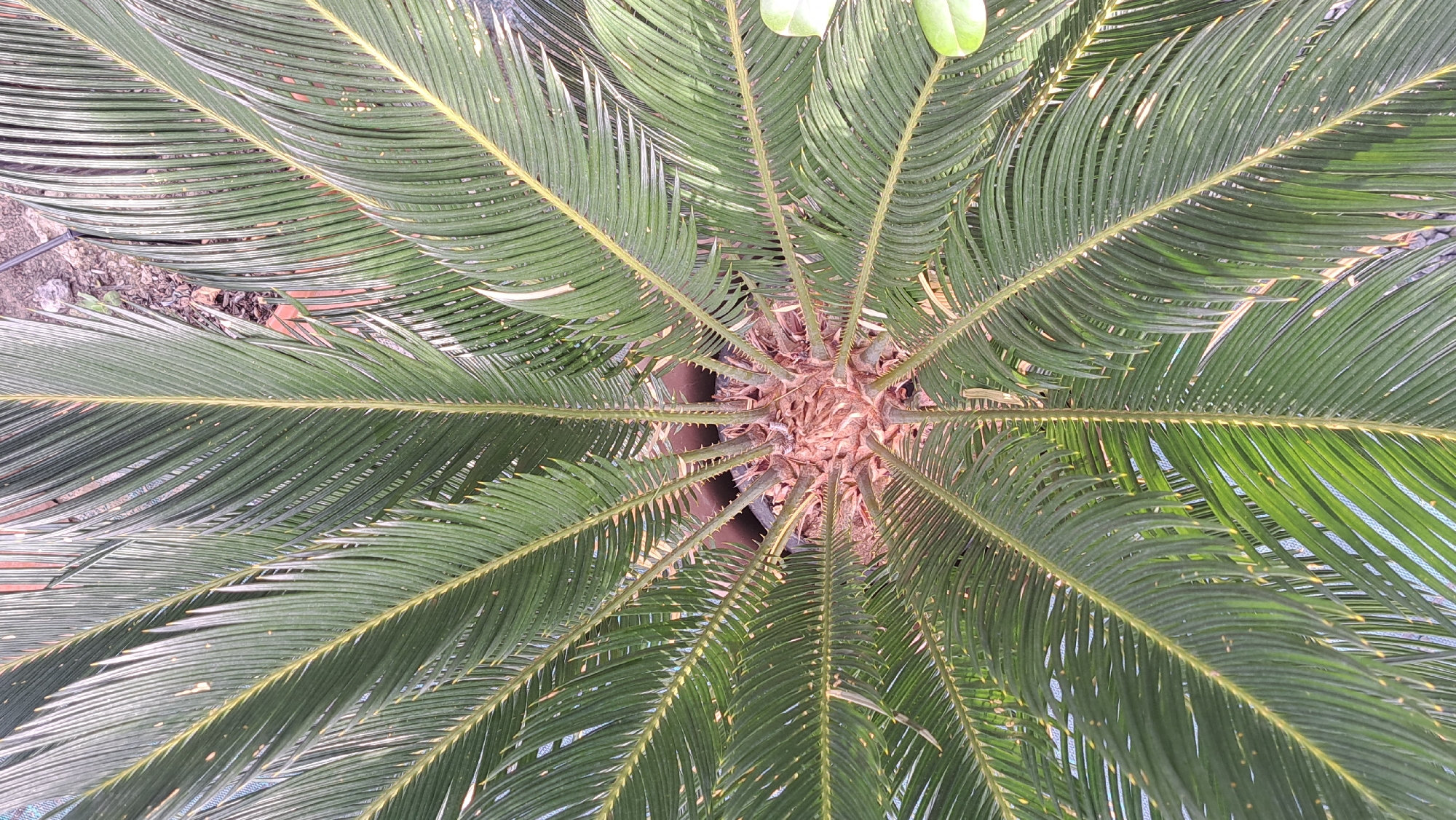 The image is a top-down view of a Sago Palm, likely taken in Stara Zagora, Bulgaria. The palm's green fronds radiate outwards from a central, brown-colored trunk. The surrounding environment consists of other plants and possibly a tiled surface. The lighting is natural, suggesting an outdoor setting. The focus is sharp on the palm itself, with a slight blur towards the edges of the frame. There are no people visible in the image.