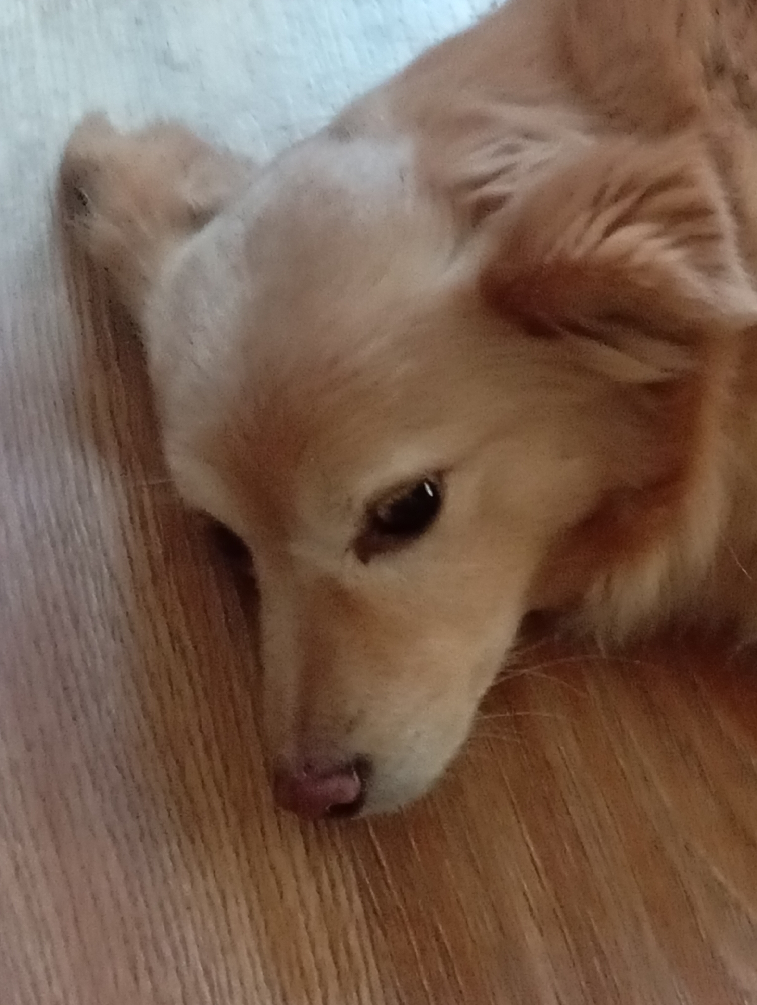 A close-up, eye-level shot shows the head of a light brown dog lying on a light brown wooden floor. The dog's head is tilted to the left, with its muzzle facing downwards and slightly to the right. Its dark eye is visible and appears to be looking slightly to the right. The dog's nose is pink and moist, with a small portion of its tongue visible. The background consists of the wooden floor, which has a visible grain pattern. The lighting is even and appears to be natural. The image does not provide any contextual information about the location within Brovary, Ukraine.