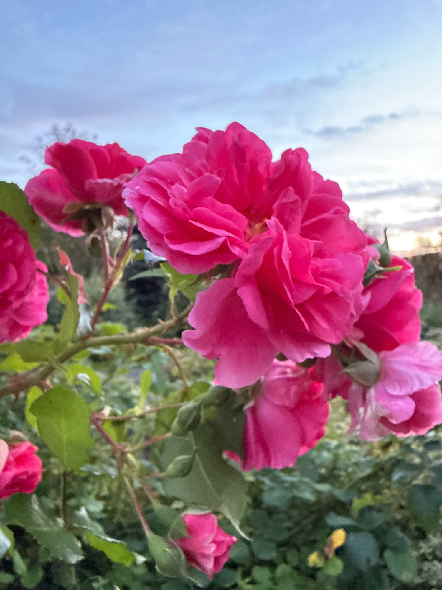 A close-up, eye-level shot shows a cluster of vibrant pink roses in bloom, some fully open and others in bud, against a softly blurred background of green foliage and a pale blue sky with wispy clouds. The roses are the dominant subject, with their velvety petals and intricate layers, some showing dew drops. The branch supporting the roses is visible, with thorny stems and green leaves. The lighting suggests it is either early morning or late evening, casting a gentle glow on the scene. The location is identified as Unknown, Unknown.