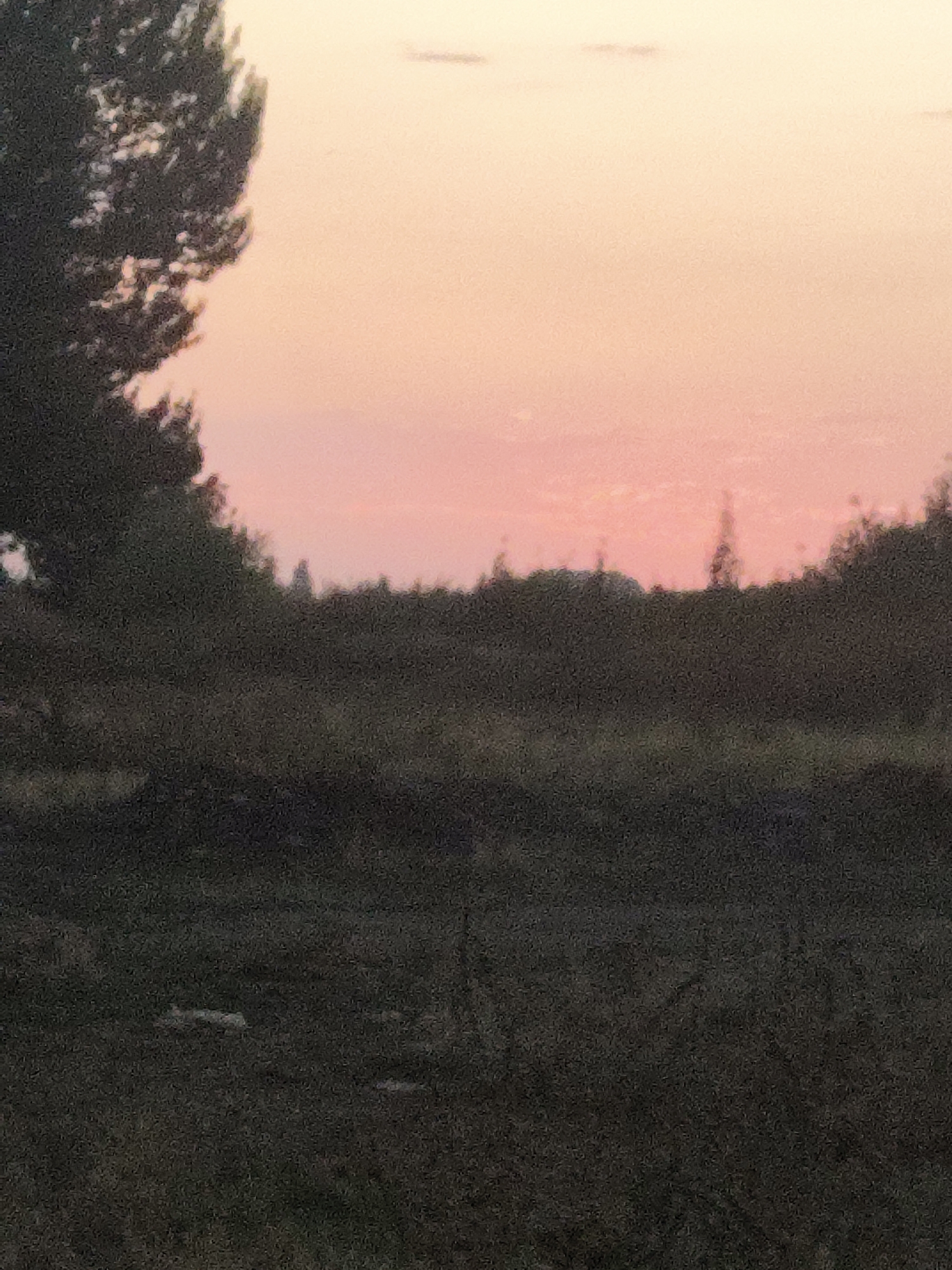 The image captures a twilight scene with a soft, pinkish-orange sky. A dark silhouette of trees and foliage dominates the foreground and middle ground, obscuring much of the detail. The sky exhibits a gradient, lighter towards the top and tinged with pink closer to the horizon. In the far distance, the faint outlines of structures or trees are barely visible against the sky. The overall impression is one of a rural or natural landscape at dusk, with the city of Kalinin, Kyrgyzstan being the implied location.
