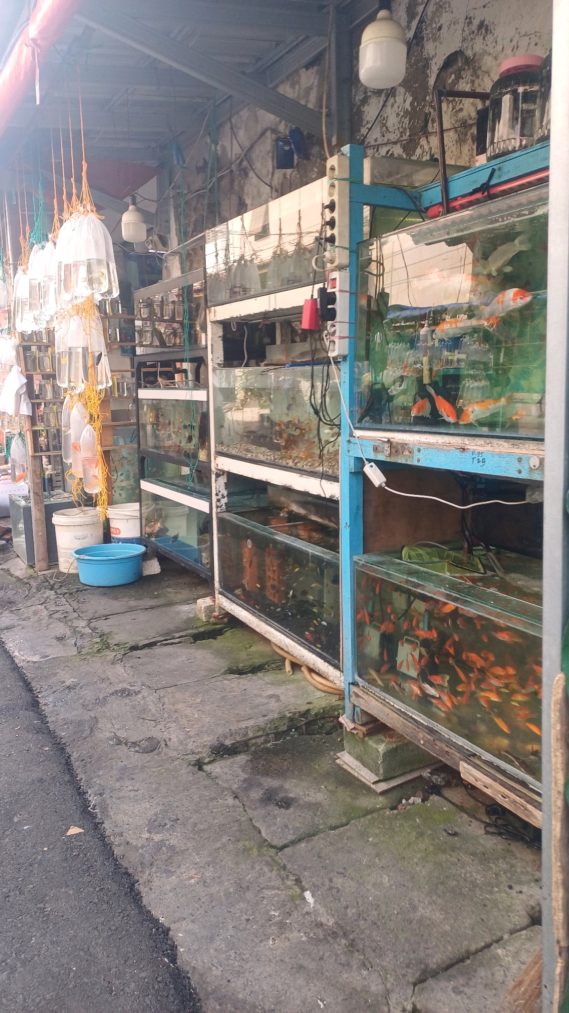 A roadside stall in Pekelingan, Indonesia, displays numerous fish tanks filled with various species of fish. The tanks are stacked vertically on metal shelving units, some of which appear weathered and rusted. Bags of fish are also suspended from above, suggesting they are for sale. The stall is situated next to a cracked and weathered concrete walkway and an asphalt road. Overhead, a corrugated metal roof provides shelter, with exposed pipes and electrical wiring visible. The lighting is dim, likely due to overcast skies or indoor conditions.