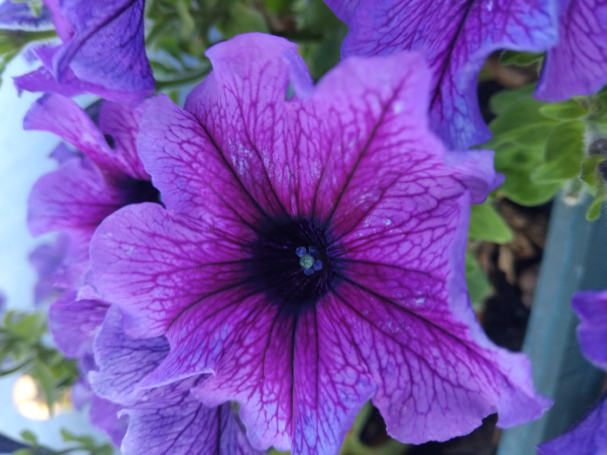 The image is a close-up, eye-level shot of several vibrant purple petunias. The main flower, in sharp focus, displays intricate dark purple veining against a lighter purple background. The petals are delicate and slightly ruffled, forming a trumpet-like shape with a dark center. In the background, other petunias and green foliage are visible, with a blurred, light-colored area that might be the sky or a distant object. The flowers appear to be planted in a pot or planter, indicated by a hint of a teal-colored rim at the bottom of the frame. The scene is bright and natural, suggesting it was taken outdoors. There are no people or animals present in the image. No specific location in Kyiv, Ukraine can be determined from the visual information provided.