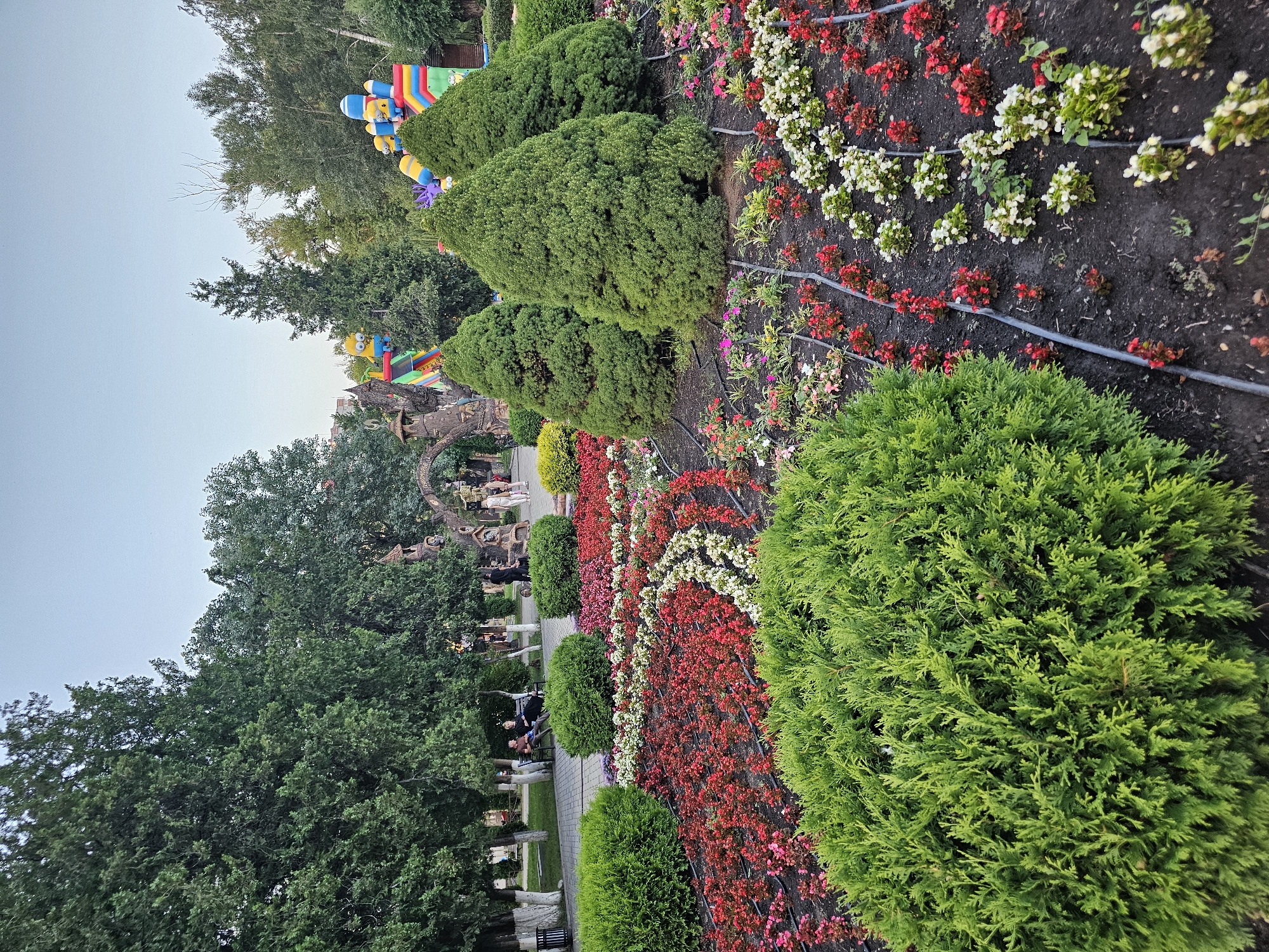 The image depicts a well-maintained park in Cherkessk, Russia. In the foreground, meticulously arranged flower beds showcase a vibrant display of red and white begonia-like flowers, interspersed with lush green bushes. The beds are watered by visible black irrigation hoses. Behind the flower beds, three conical evergreen trees stand tall, further accentuating the manicured landscape.
In the middle ground, a winding paved walkway is visible, bordered by more green bushes and mature trees. Several individuals are seated on benches beneath the trees, engaged in leisurely conversation. To the left, a modern trash receptacle stands near the walkway.
Further in the background, an archway, possibly an entrance to a themed area, is adorned with decorative elements. Beyond the archway, a colorful inflatable structure, featuring cartoon characters resembling minions, is visible. This suggests the park may also serve as a recreational area with attractions for children. The sky is clear and pale, indicating it is likely daytime. The overall scene conveys a peaceful and inviting atmosphere, typical of a public park designed for relaxation and enjoyment.