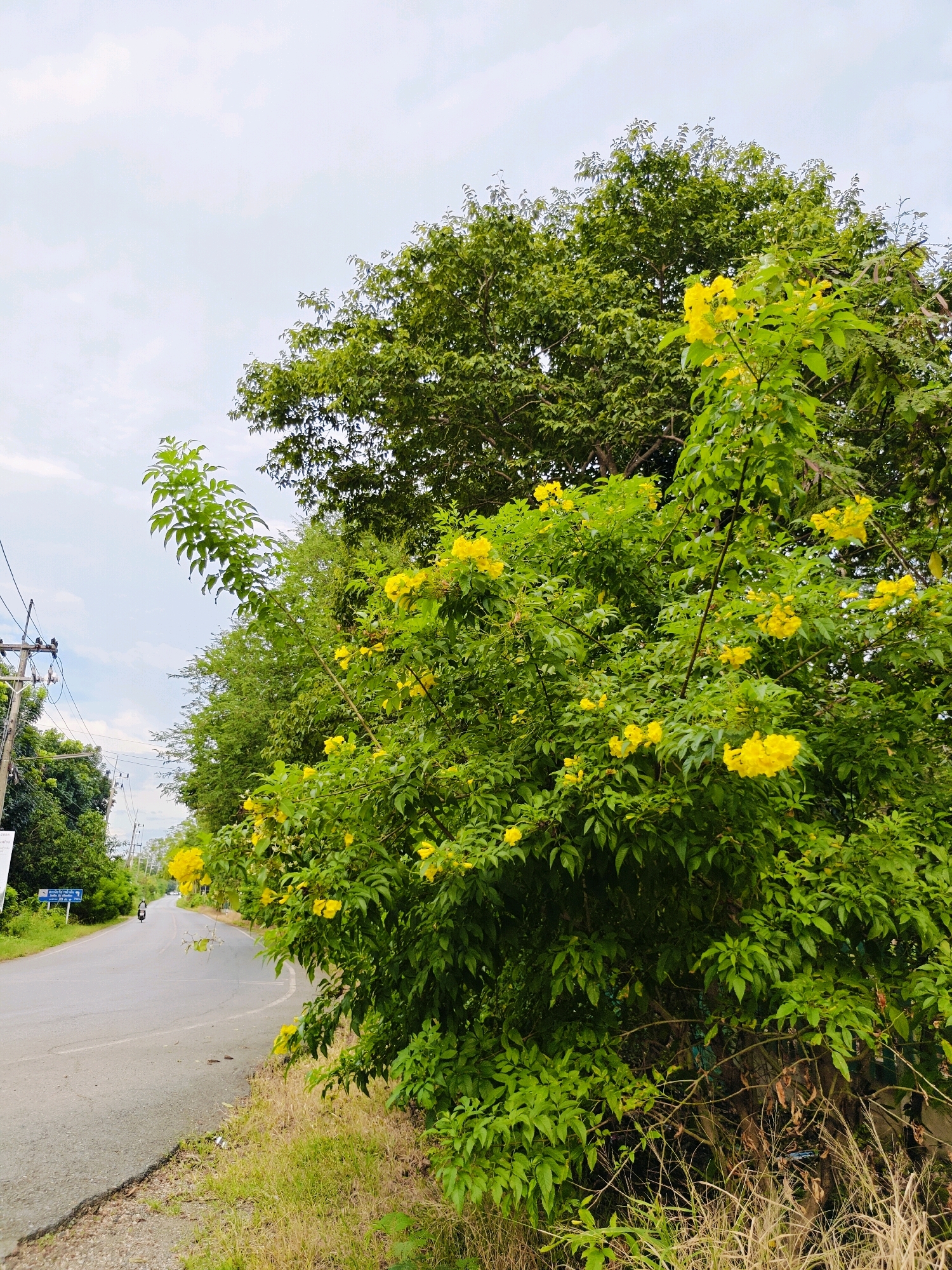 The image captures a view of a road in Tambon Mu Si, Thailand. The road curves to the left, with a motorbike visible in the distance on the left side. To the right of the road, a large, vibrant green tree is covered in clusters of bright yellow flowers. The foliage is dense, creating a lush canopy. In the background, more trees and vegetation line the sides of the road, suggesting a rural or semi-rural setting. Utility poles with wires are present on the left side of the road, indicating infrastructure. The sky is overcast, with visible clouds. The foreground features dry grass and some fallen leaves.