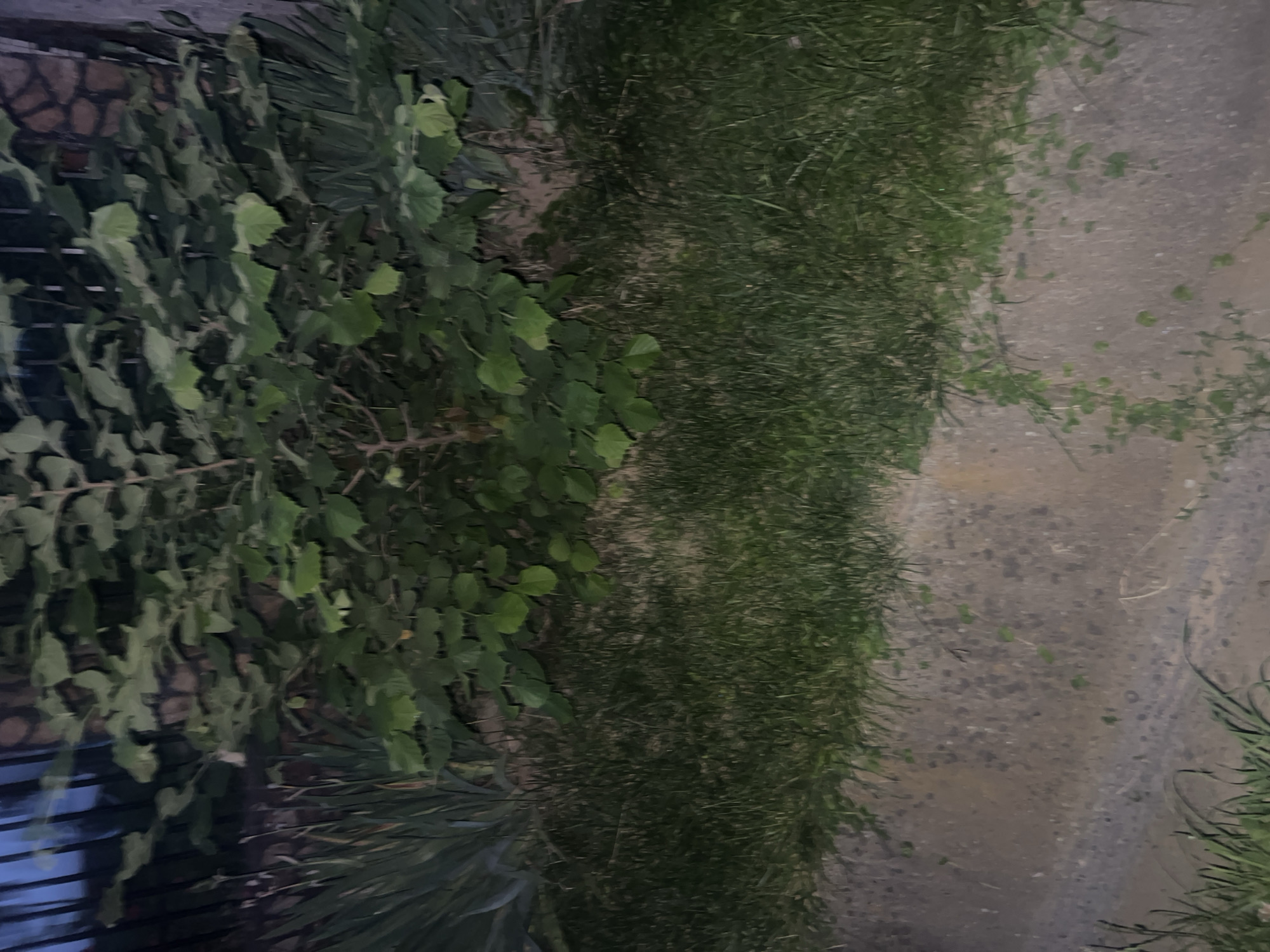 The image shows a vertical view of an outdoor scene, likely in Bârnova, Romania, with a focus on vegetation and a paved surface. On the left side of the frame, lush green foliage from a tree with broad leaves dominates the view. Beneath the tree, a darker, spiky plant with thin leaves is visible. In the background, a wall made of dark, irregularly shaped stones and a dark, slatted structure are partially obscured by the plants.
To the right of the foliage, a strip of dense, green grass stretches diagonally across the image. Beyond the grass, a light-colored, weathered paved surface is visible, possibly a pathway or courtyard. Small, scattered green plants grow on this paved area, adding a touch of texture. The overall lighting suggests it is either early morning or late evening, as the light is dim and the scene has a muted quality. The weather appears calm, with no indication of wind or rain. There is no visible text in the image. The scene evokes a sense of natural growth and the passage of time, with a quiet, somewhat serene atmosphere.