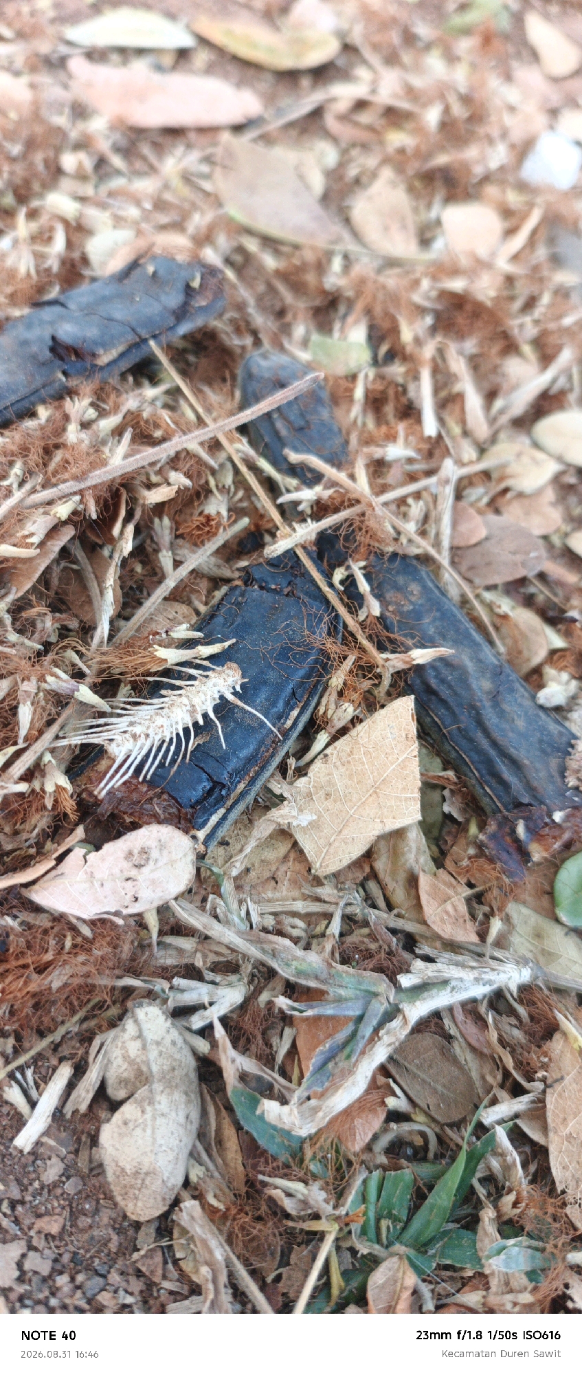 The image shows a close-up of a dried fish skeleton resting on dark, broken, cylindrical objects, likely pieces of discarded plastic or rubber, amidst a bed of dry leaves, twigs, and fine, reddish-brown fibers. The scene appears to be outdoors, on the ground, with some soil and pebbles visible. A few dried leaves with visible veins are scattered throughout the frame. The lighting suggests it is daytime. The metadata at the bottom indicates the image was taken with a "NOTE 40" phone, with settings "23mm f/1.8 1/50s ISO616", on "2026.08.31 16:46", in "Kecamatan Duren Sawit", East Jakarta, Indonesia.