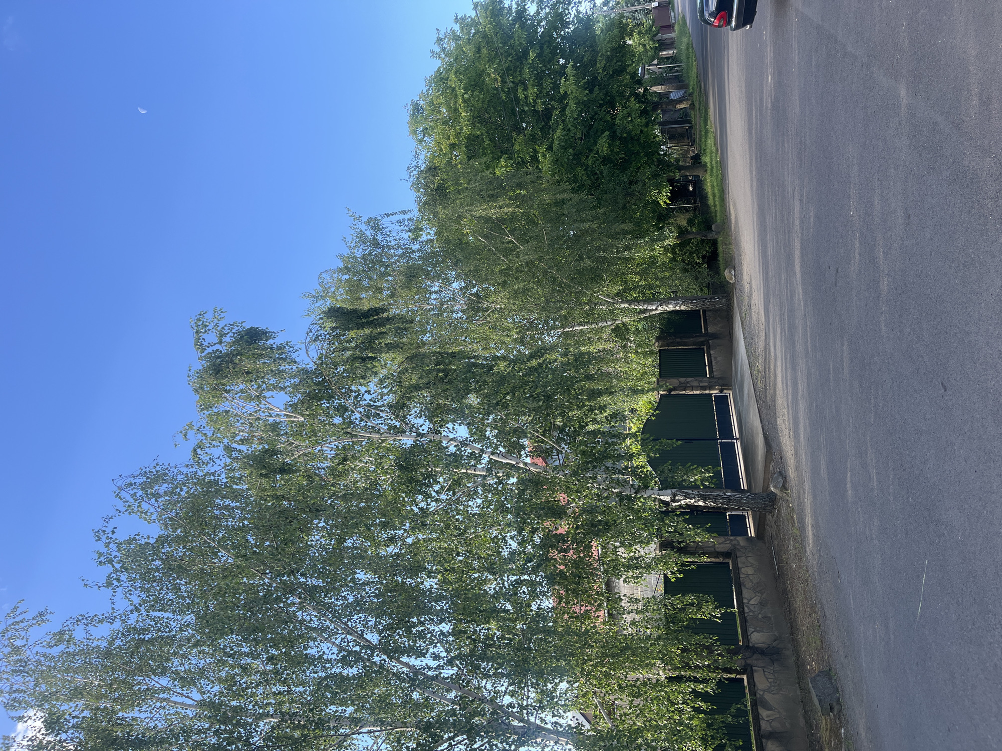 This image depicts a street scene in the city of Shyshlivtsi, Ukraine, under a clear blue sky with a crescent moon visible. The foreground shows an asphalt road. Along the left side of the road, a stone-faced retaining wall supports a sidewalk and a dark green fence with a large gate. Several tall birch trees with light-colored bark and abundant green leaves line the property behind the fence, their branches drooping. Behind the fence and trees, a building with a red roof is partially visible. To the right of the birch trees, a row of other trees with dense green foliage extends down the street, with a street lamp visible amongst them. A portion of a black car is parked on the right side of the road. The overall impression is a quiet, tree-lined street in a residential area.