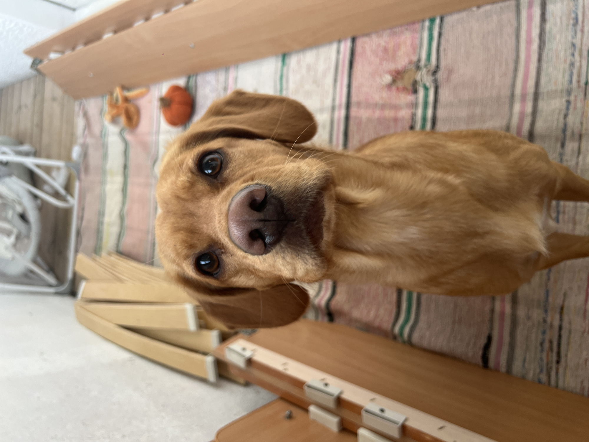 The image features a close-up view of a light brown dog, possibly a Labrador Retriever mix, tilting its head and looking directly at the camera. The dog has a large, wet, black nose and brown eyes. The background consists of a striped rug in shades of pink, green, and brown. Behind the rug, there are wooden planks, possibly furniture components. A white metal object, possibly a piece of furniture, is visible in the upper-left corner. In the upper background, there's an orange pumpkin-shaped object. The location is Chaikovsky, Russia. The image does not show any people.
