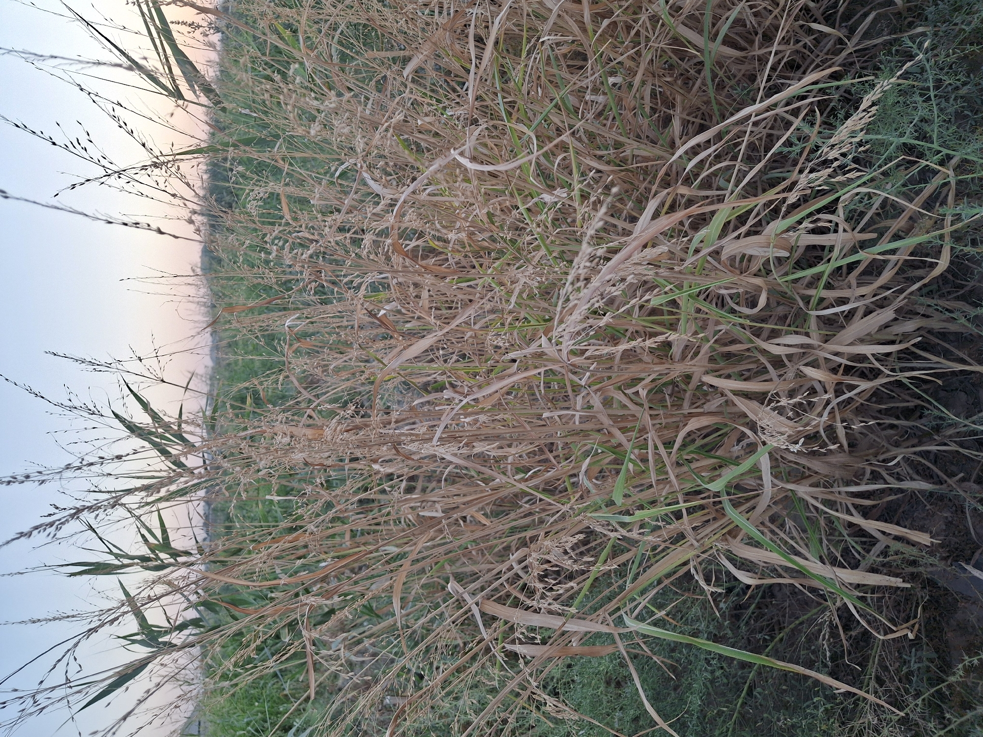 A close-up, eye-level, vertical shot captures a dense clump of dry, golden-brown grasses with some green blades interspersed. The grasses are tall and wispy, with seed heads drooping. In the background, out of focus, is a field of green vegetation and a pale sky with hints of pink and blue. The overall impression is of a natural, outdoor setting in the vicinity of Utmayli, Uzbekistan, likely during the late afternoon or early evening given the soft light. No people or animals are visible.
