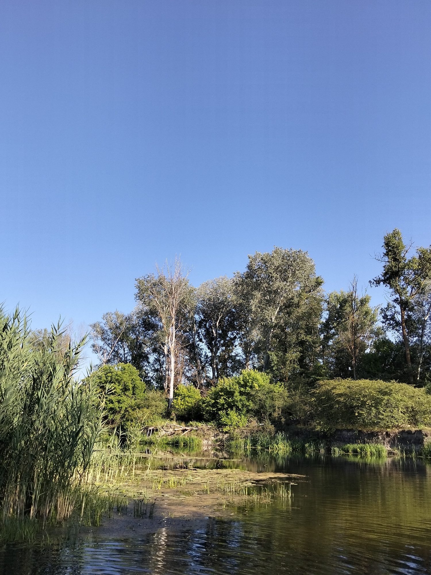The image depicts a calm body of water with a densely vegetated bank. Tall green reeds line the left side of the foreground, partially obscuring the water's surface. The water itself is dark and reflects the surrounding greenery and sky. Scattered lily pads and emergent aquatic plants are visible in the middle ground. The bank is covered in a variety of trees and bushes, with a particularly tall, light-barked tree standing out among them. The sky above is clear and blue, with no clouds present. The scene appears to be a natural, riparian environment, possibly a river or a lake. There are no people or animals visible in the image. Based on the provided context, this scene is located in the city of Ustyvytsia, Ukraine.
