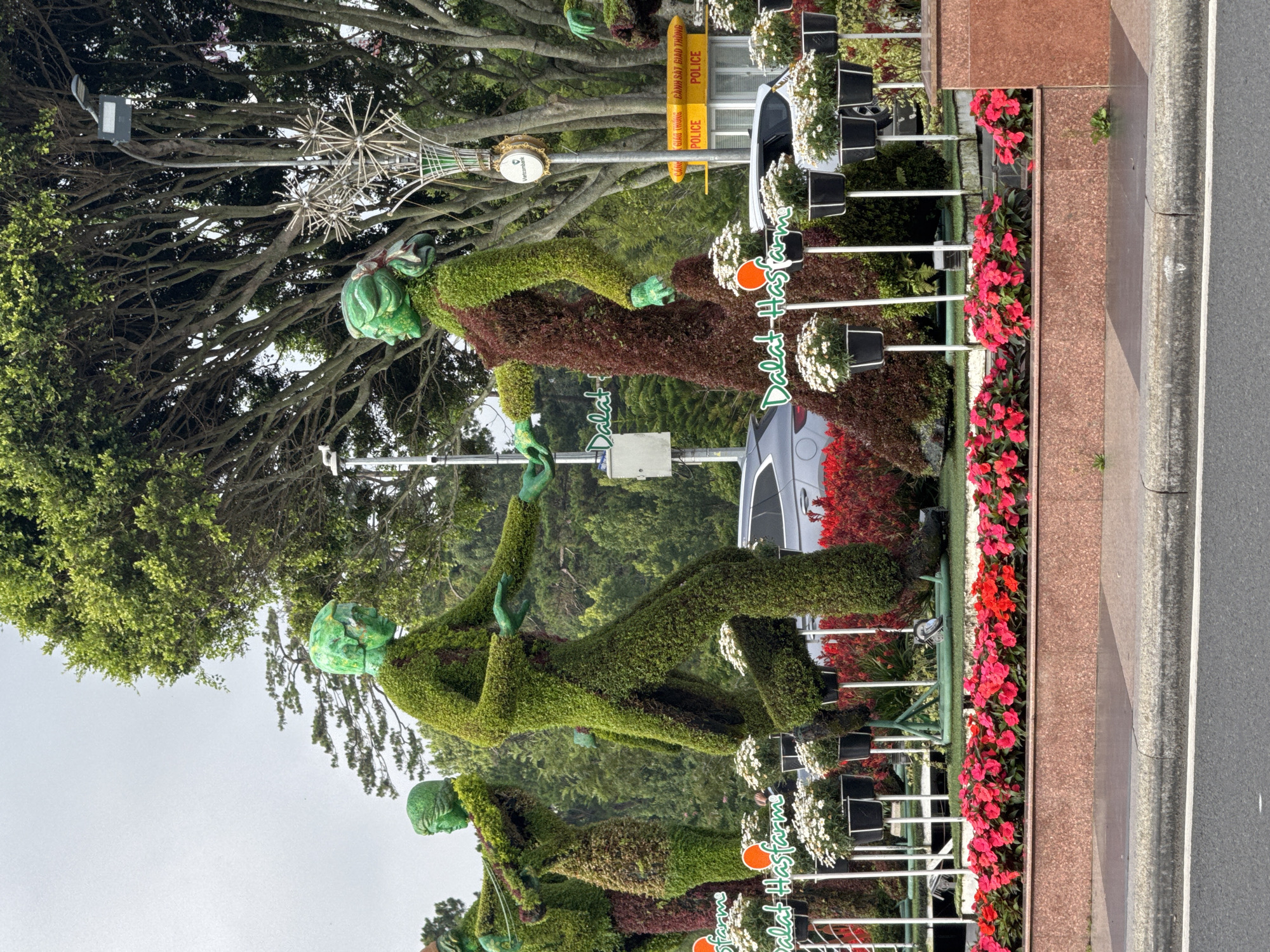 The image displays an outdoor scene in Da Lat, Vietnam, featuring multiple large, human-shaped topiary sculptures. In the foreground, a grey asphalt road with a white line abuts a grey curb and a reddish-brown tiled planter, which contains beds of vibrant pink and red flowers.
The central focus is on a group of topiary figures crafted from green and reddish-brown foliage. Two prominent figures appear to be dancing or interacting: a predominantly green male figure with a green face, extending his left arm, and a female figure with a green head and arms, but a reddish-brown body/dress, extending her right arm towards him. To their left, another female-like topiary, similarly constructed, is partially visible. These sculptures are positioned on a raised green landscaped area and are surrounded by numerous white potted flowers, resembling daisies, displayed on black pots mounted on white stands. Green text displaying "Dalat Hasfarm" with an orange sun-like logo is visible on multiple signs within the display.
In the mid-background, lush green trees with dense foliage serve as a natural backdrop. A street light pole with a modern lantern and decorative metallic starburst elements is visible on the right, bearing a circular "Vietcombank" sign. Behind the rightmost female topiary, a small yellow booth is visible, marked with "CANH SAT GIAO THONG" and "POLICE" in black and red lettering. Partially visible silver and dark-colored vehicles are situated behind the topiary display. The sky overhead is light grey and overcast.