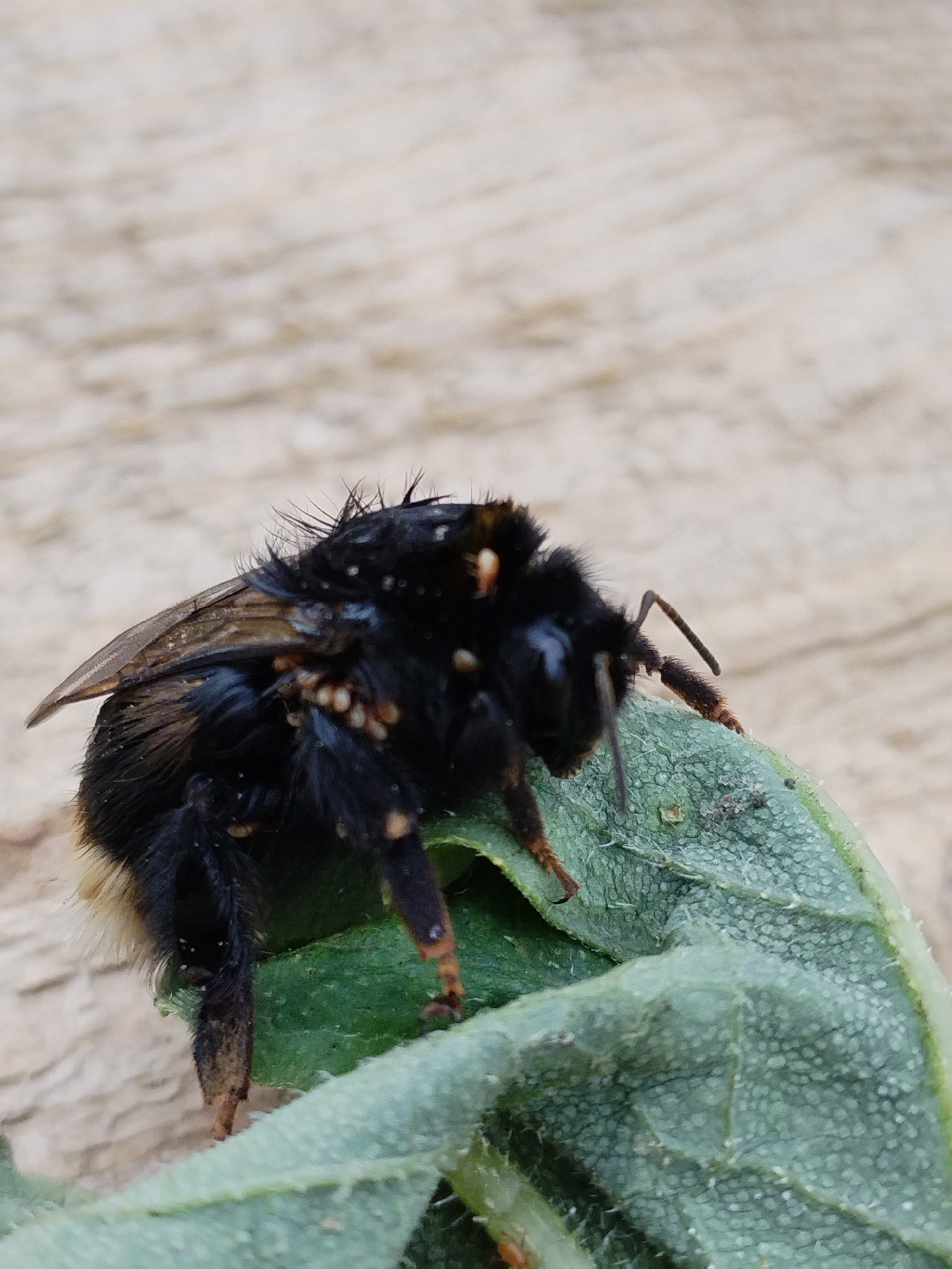 A close-up, side-facing, outdoor photograph shows a dead bumblebee on a fuzzy green leaf, with a blurred, light-colored, wooden-like background. The bumblebee is black and fuzzy, with some tan markings on its legs and abdomen. Its wings are visible, and it appears to be slightly wet or dirty. The leaf it rests on is a pale green, with a textured surface and visible veins. The background is out of focus, appearing as horizontal lines of varying shades of beige and light brown, suggesting a wooden surface. No people are present in the image. The scene is consistent with a natural outdoor environment, potentially a garden or park in Bialynichy, Belarus, where such insects and flora are common.