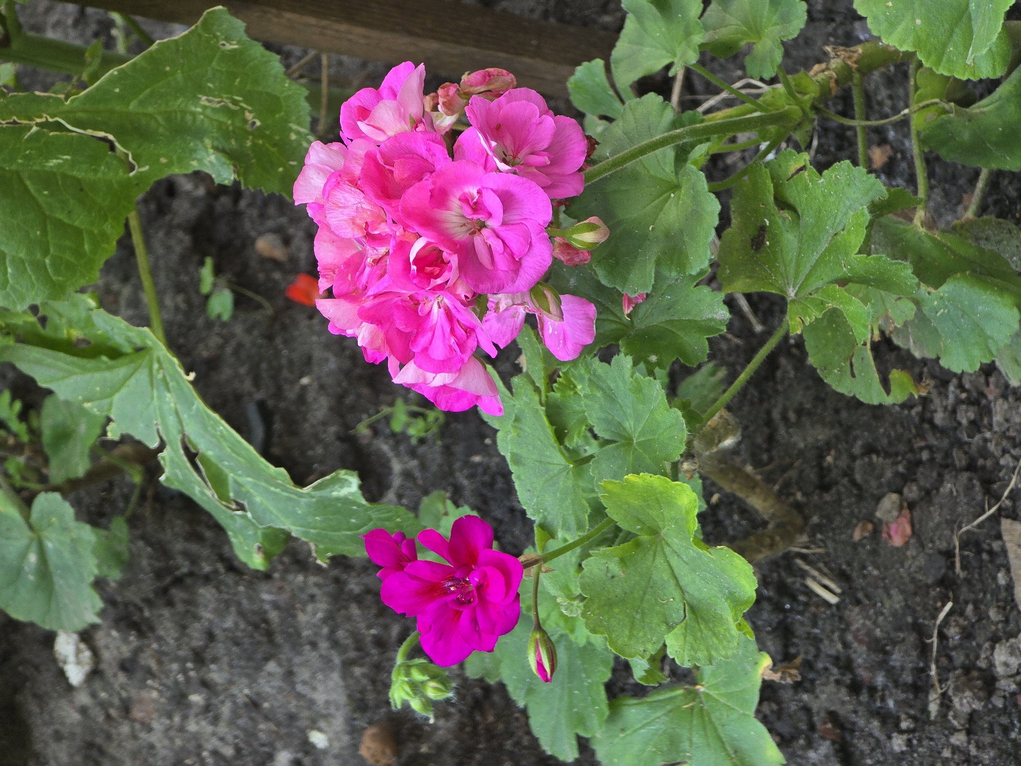The image is a close-up, overhead view of a flowering geranium plant. The plant has multiple vibrant pink and magenta flowers, some in full bloom and others as buds. The flowers are clustered, with delicate petals. Lush green leaves surround the flowers, with some leaves showing signs of damage or wear. The background consists of dark, rich soil, suggesting the plant is in a garden or potted setting. A wooden element, possibly part of a fence or planter box, is visible at the top of the frame. The lighting suggests it is daytime, possibly in natural outdoor light. There is no visible text in the image. The scene evokes a sense of natural beauty and growth, typical of a garden in Vyshneve, Ukraine.