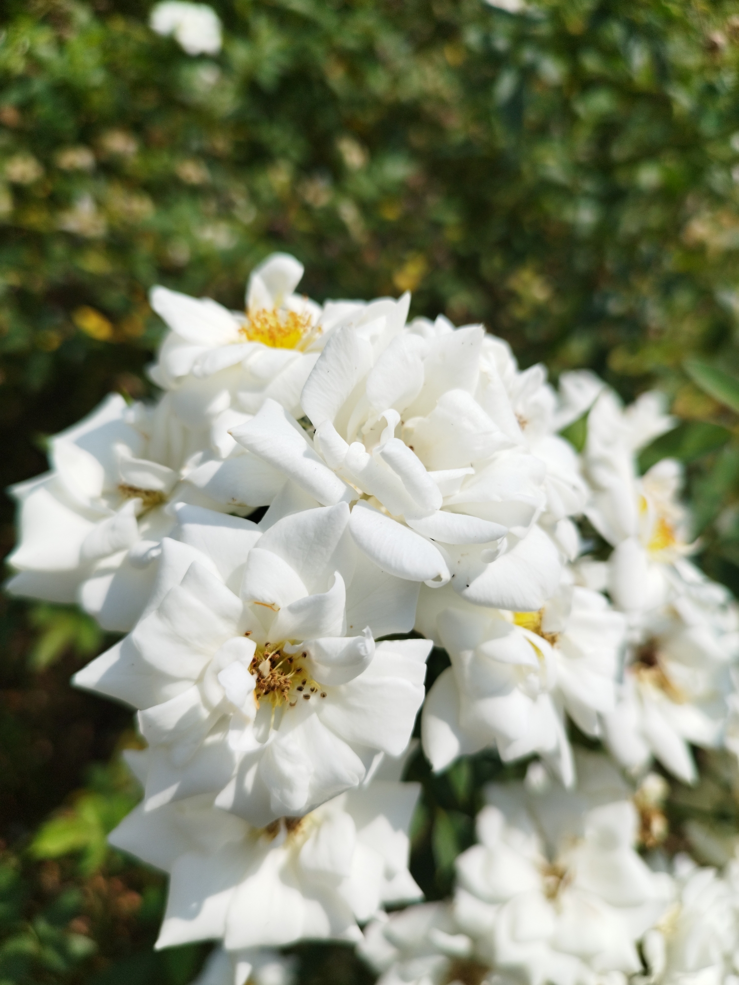 A close-up, vertical shot captures a cluster of white roses in bloom. The flowers are the primary focus, with their delicate white petals and yellow stamens prominently displayed. The background is a soft blur of green foliage, suggesting an outdoor setting. The lighting is bright, creating highlights on the petals and casting subtle shadows. No people or specific landmarks are visible, and the scene is purely botanical.