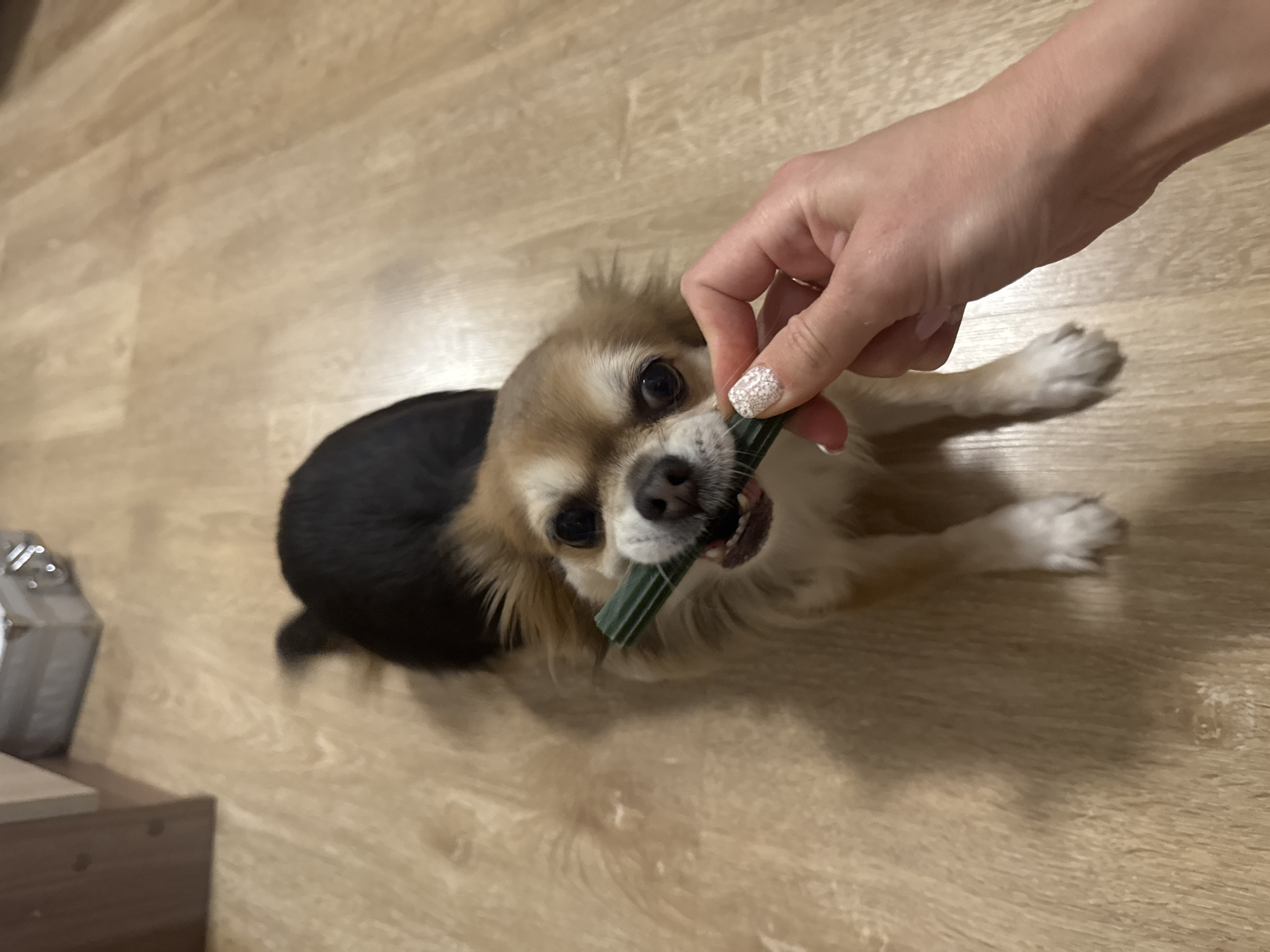 An overhead indoor shot captures a small, long-haired dog, resembling a Chihuahua, eagerly consuming a green, ridged chew stick. The dog, with a black body and tan, brown, and white fur on its head and paws, lies on a light-colored wooden or laminate floor. A person's hand, likely female, holds one end of the chew stick, feeding it to the dog. The hand features manicured nails, with one visible nail adorned with an intricate white lace-like pattern. The dog's mouth is open around the treat, showing its teeth, and it appears engaged and content. In the bottom left corner, a partial view of a dark brown piece of furniture, possibly a cabinet, with a metallic object on top, is visible. The lighting suggests an indoor environment, without strong natural light. The setting is likely a home in Saint Petersburg, Russia. No text is visible.