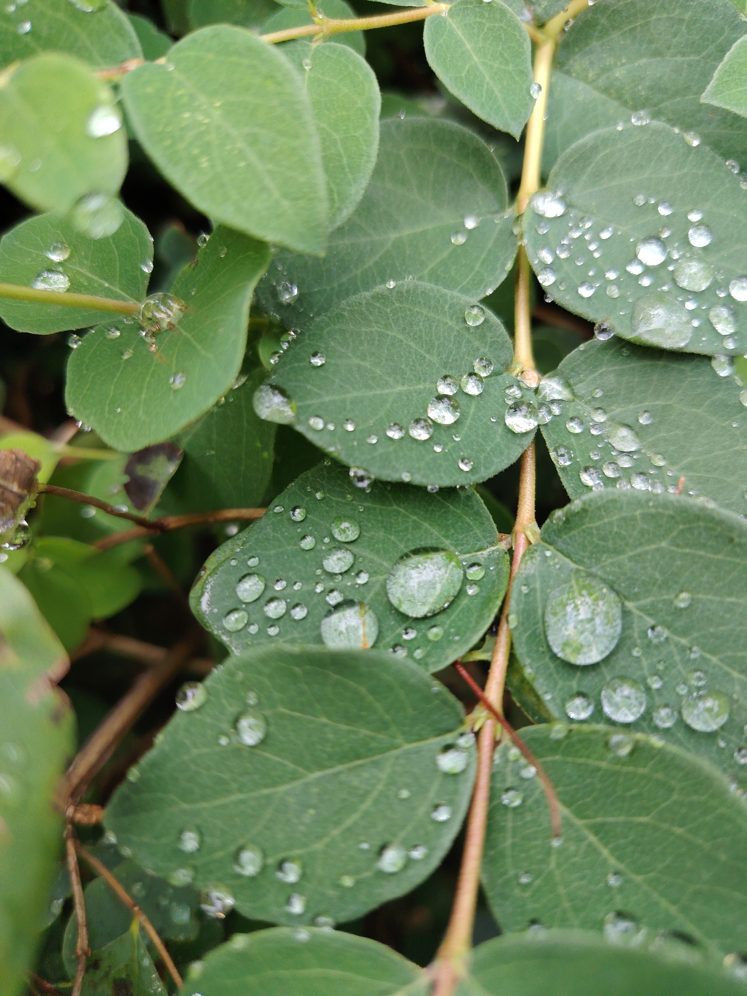 The image is a close-up, vertical shot of green leaves covered in water droplets. The leaves are oval-shaped with slightly serrated edges and prominent veins. They are attached to thin, reddish-brown stems. The water droplets vary in size, from tiny specks to larger, rounded drops that refract light and show reflections of the surrounding foliage. The lighting suggests it is daytime, possibly after rain or dew. The background is softly blurred, indicating a shallow depth of field, and consists of more leaves and branches, creating a natural, outdoor setting. The overall impression is one of freshness and natural detail, likely captured in a garden or wooded area. The context provided indicates this scene is located in Moscow, Russia.