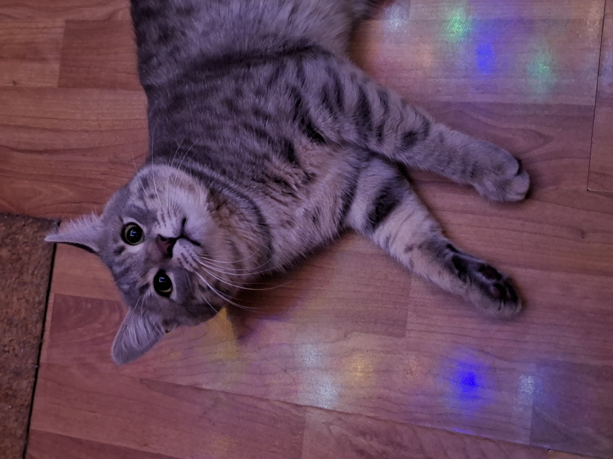 A gray tabby cat is lying on a wood floor. The cat is positioned at an angle, with its head tilted to the left. The floor has a reddish-brown color and exhibits wood grain patterns. There are scattered spots of light on the floor, some colored green and blue. A portion of a dark-colored object is visible in the lower left corner. There are no indications of Novi Sad, Serbia.