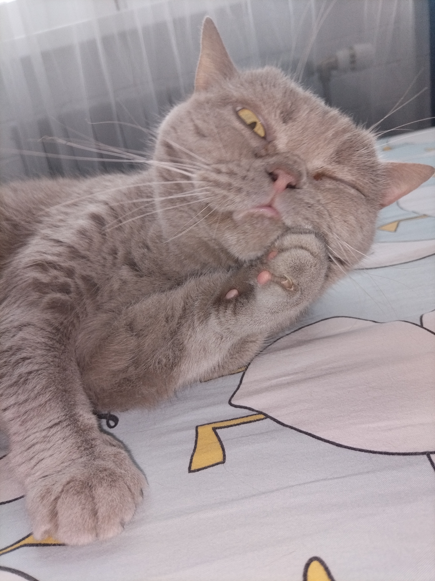 A light gray British Shorthair cat with yellow eyes is lying on its back on a bed with a patterned duvet cover. The cat is grooming its paw, with its tongue slightly out. The background is blurred and appears to be a room with curtains and blinds. The scene appears to be indoors, in a domestic setting.