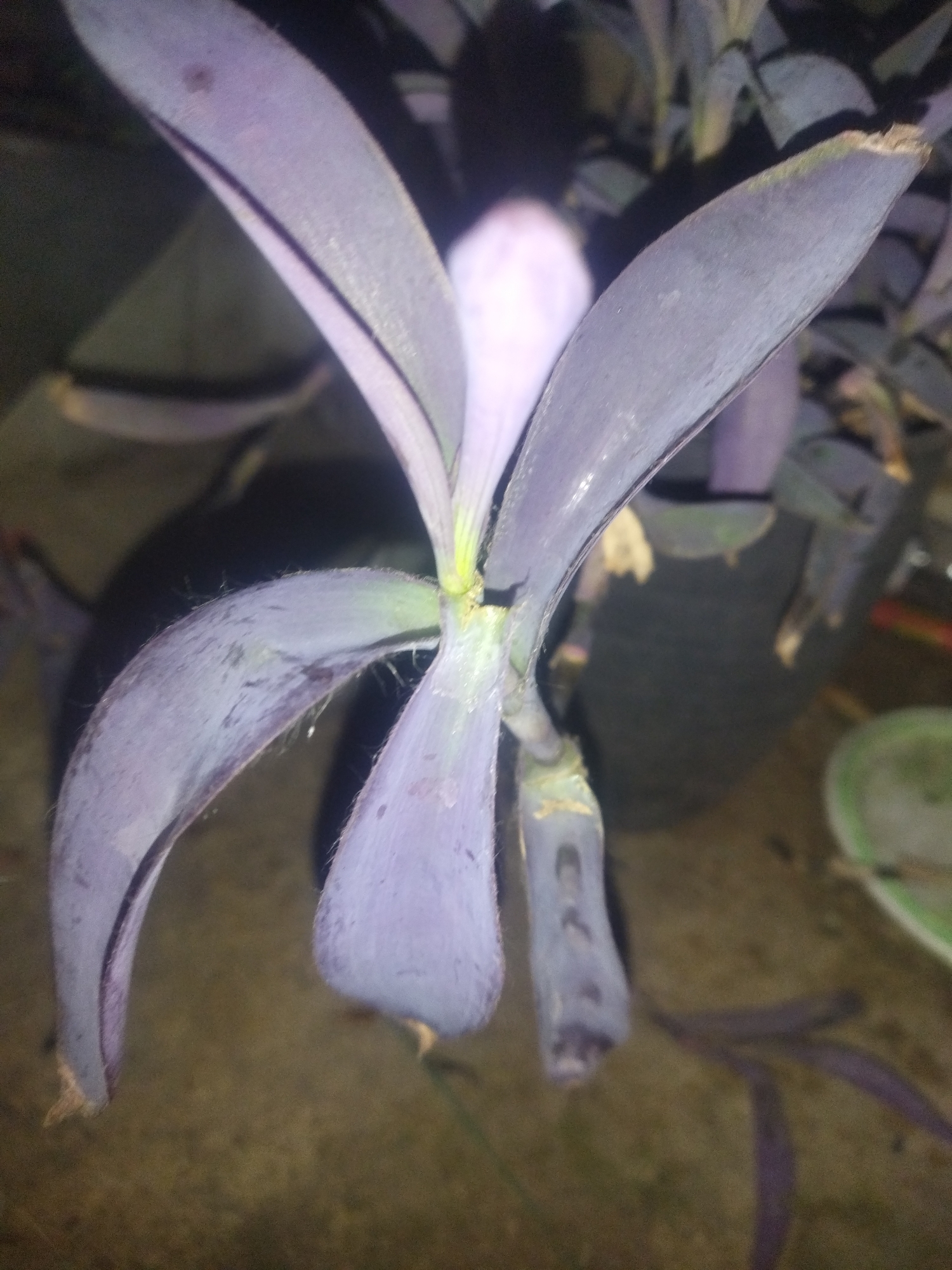 A close-up, vertical, medium shot captures a purple plant with long, pointed leaves and a thick stem. The leaves are a deep purple with lighter purple veins and are slightly fuzzy. The plant is in focus, with the background blurred. The environment appears to be outdoors, with a rough, textured surface visible beneath the plant, possibly concrete or soil. The lighting is dim, suggesting it may be nighttime or a shaded area. No people are present in the image.