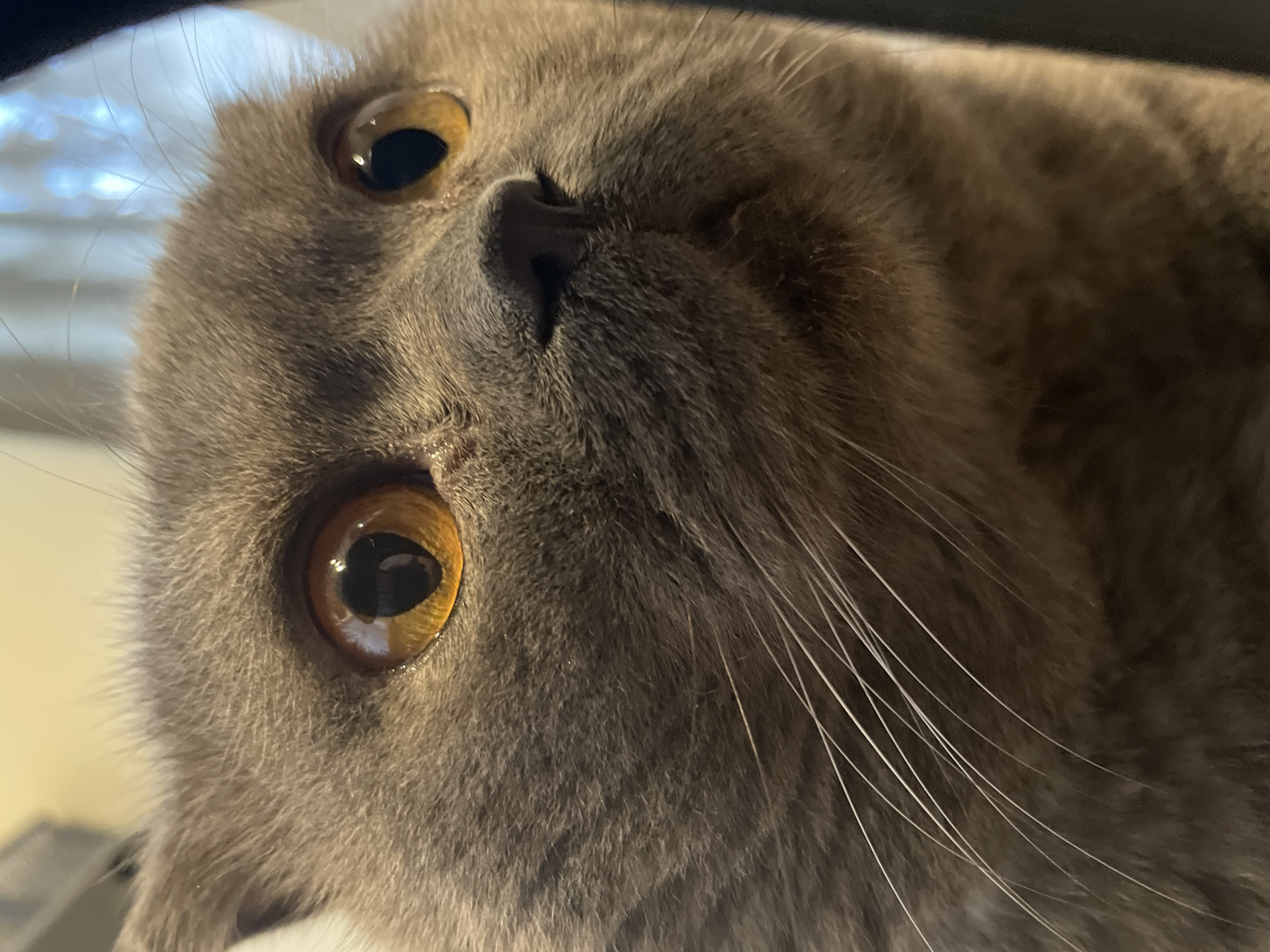 An extreme close-up, eye-level shot focuses on the face of a grey Scottish Fold cat. The cat's large, round, amber eyes are the central feature, with pupils appearing as black vertical slits. The fur is short and a muted grey color, with subtle darker grey stripes visible on its forehead. Long, white whiskers fan out from the sides of its muzzle. The background is blurred, with hints of light and dark shapes, suggesting an indoor environment. The cat's left ear is partially visible, folded forward in the breed's characteristic manner. The lighting is soft, highlighting the texture of the cat's fur and the glossy surface of its eyes. The overall impression is one of intense focus or curiosity on the part of the animal. The location is unknown.