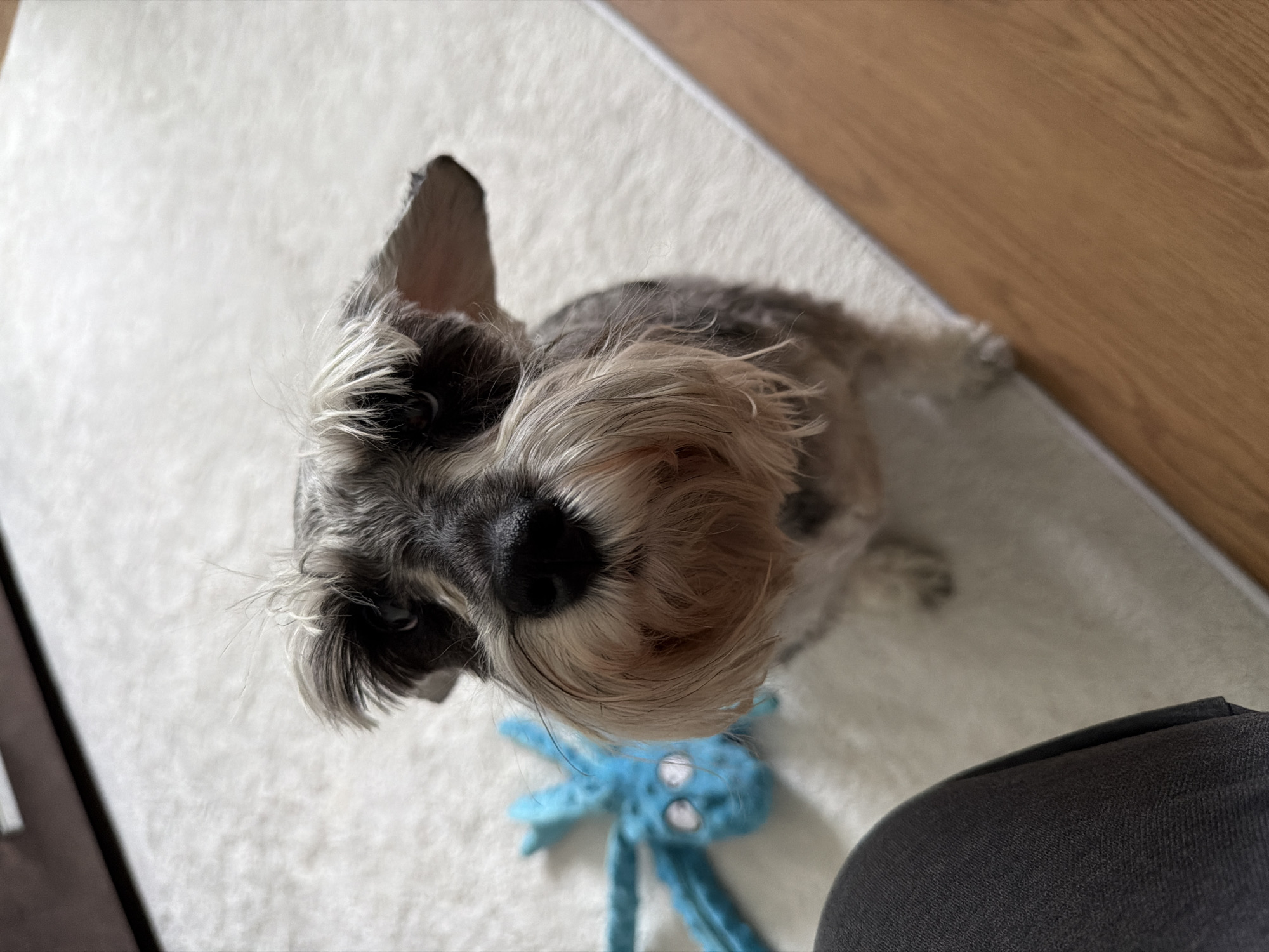 The image depicts a close-up, high-angle view of a gray and white Schnauzer-type dog. The dog is positioned on a light-colored, textured rug. A blue, plush toy, possibly an octopus, is near the dog. To the side of the dog is a portion of a dark-gray piece of fabric or upholstery. To the top-right, a section of wooden flooring is visible.
There is no information available about the location in the city of Chaikovsky, Russia.