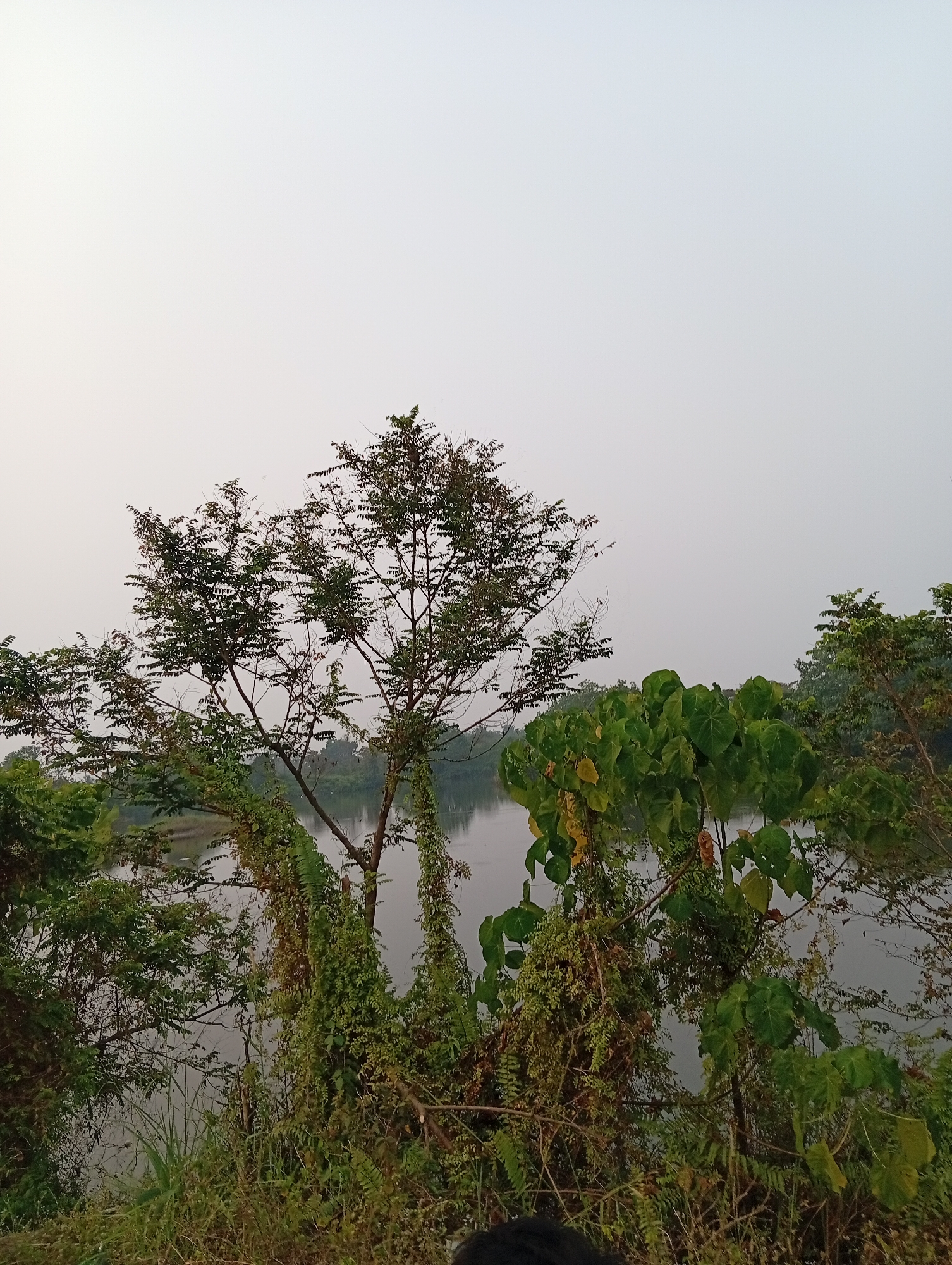 A low-angle, medium shot captures a body of water with vegetation in the foreground and midground, under a pale, overcast sky. The water, appearing calm, reflects the muted sky and is partially obscured by dense foliage. To the right, a large plant with broad, green leaves stands out. Behind it, more trees and a lighter patch of sky are visible. In the center, a tree with thin branches and small leaves rises, its trunk and branches intertwined with climbing vines. To the left, a cluster of plants with delicate leaves is present. The ground in the immediate foreground is covered with grass and dry leaves. The overall scene suggests a natural environment near a body of water, likely on the outskirts of Kualu, Indonesia, given the lush vegetation. The lighting indicates it is either early morning or late afternoon. No specific actions or interactions are depicted.